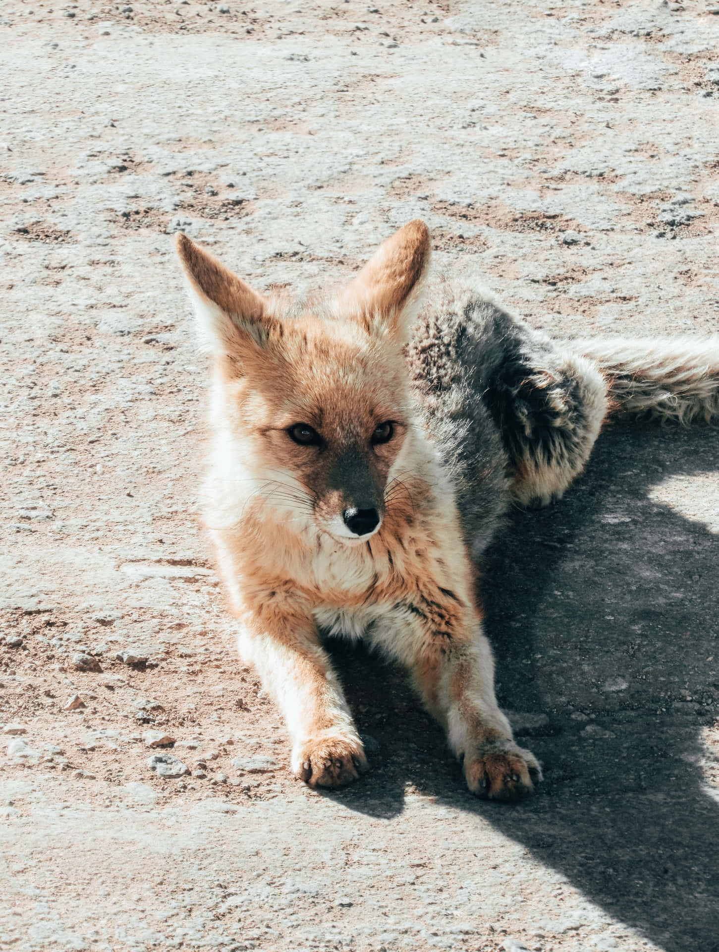 Stunning Fox In Midwinter Woods