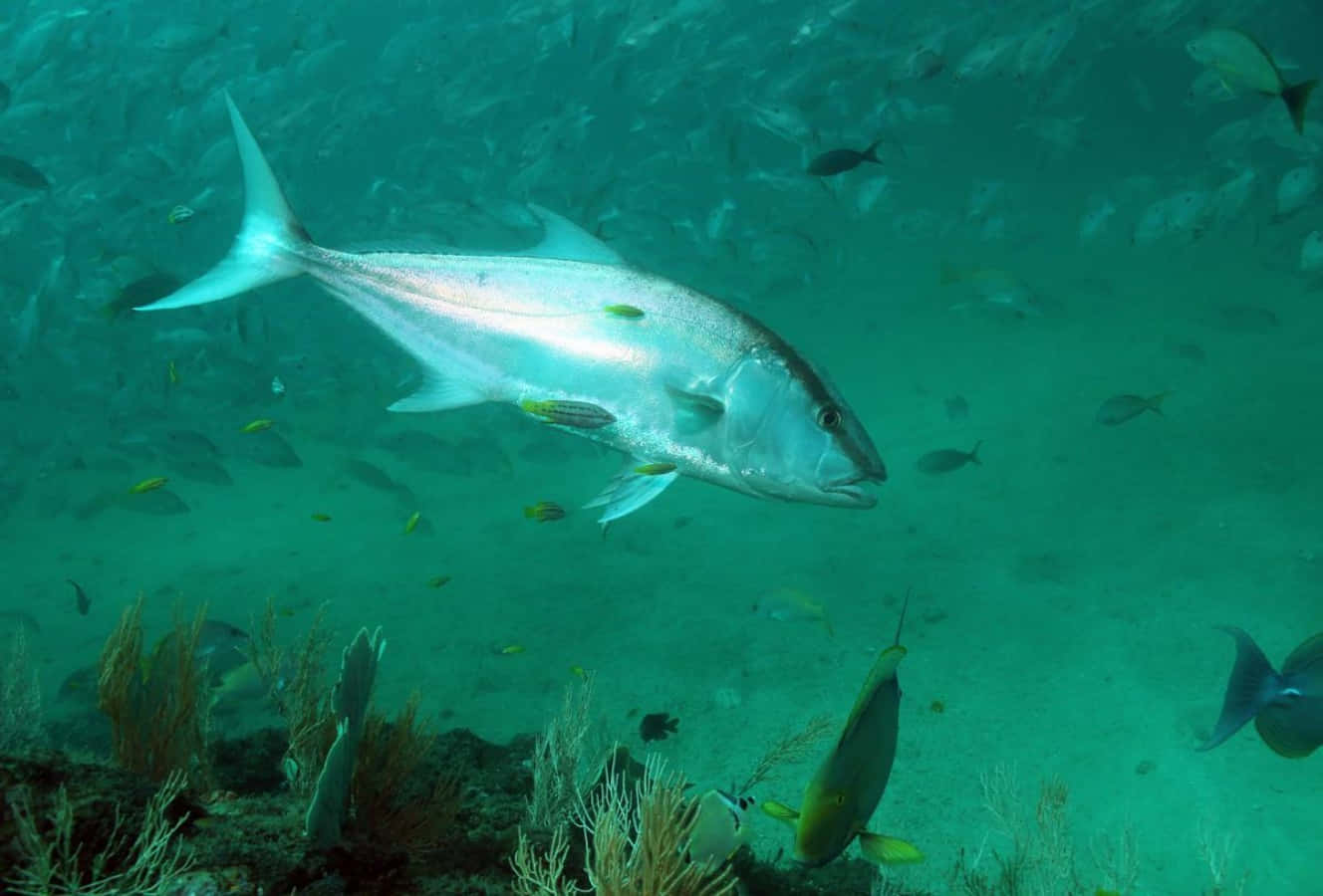 Stunning Greater Amberjack Swimming In The Deep Sea Wallpaper