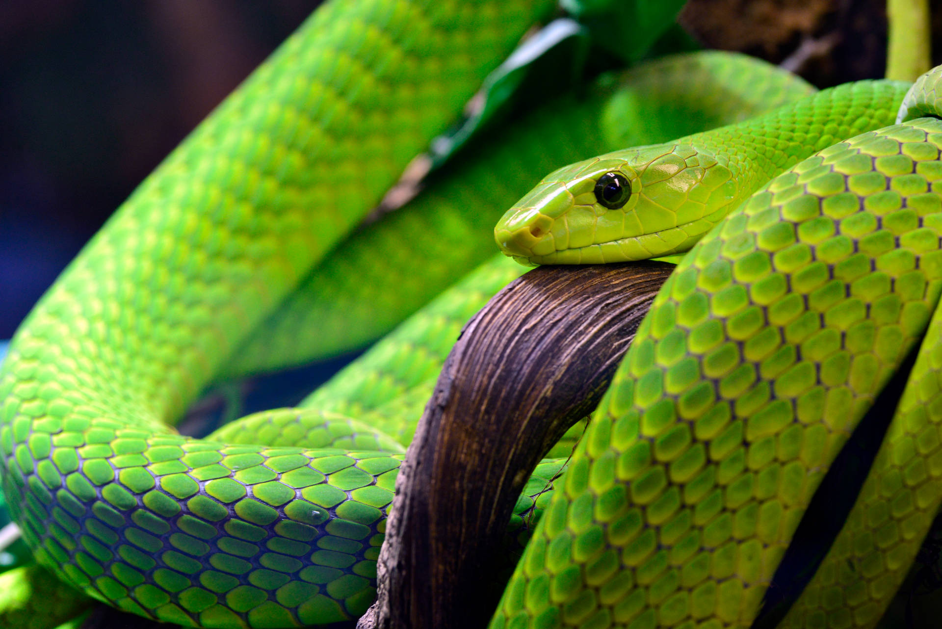 Stunning Green Scaly Snake Wallpaper