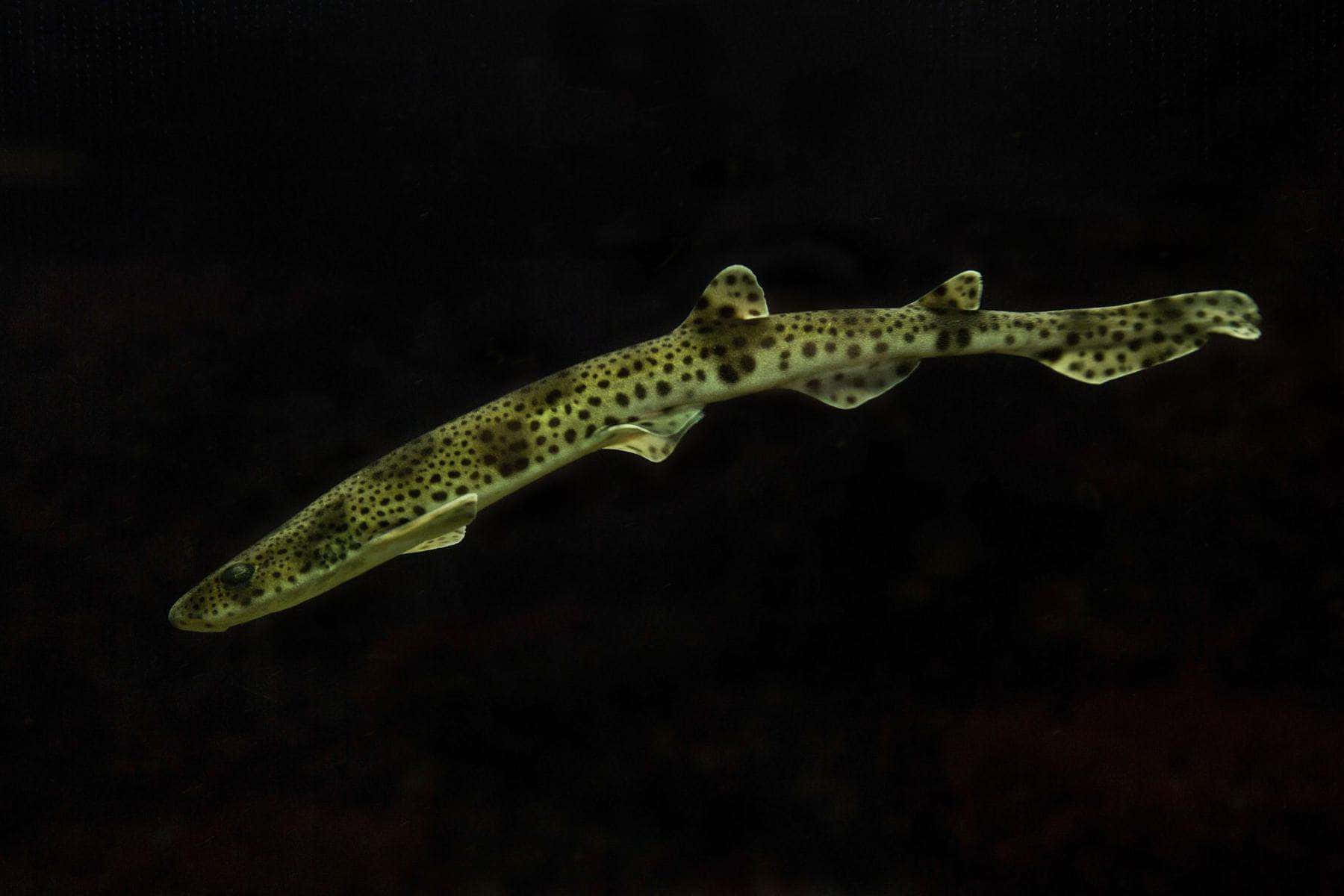 Stunning Image Of A Catshark Swimming In The Deep Blue Ocean Wallpaper