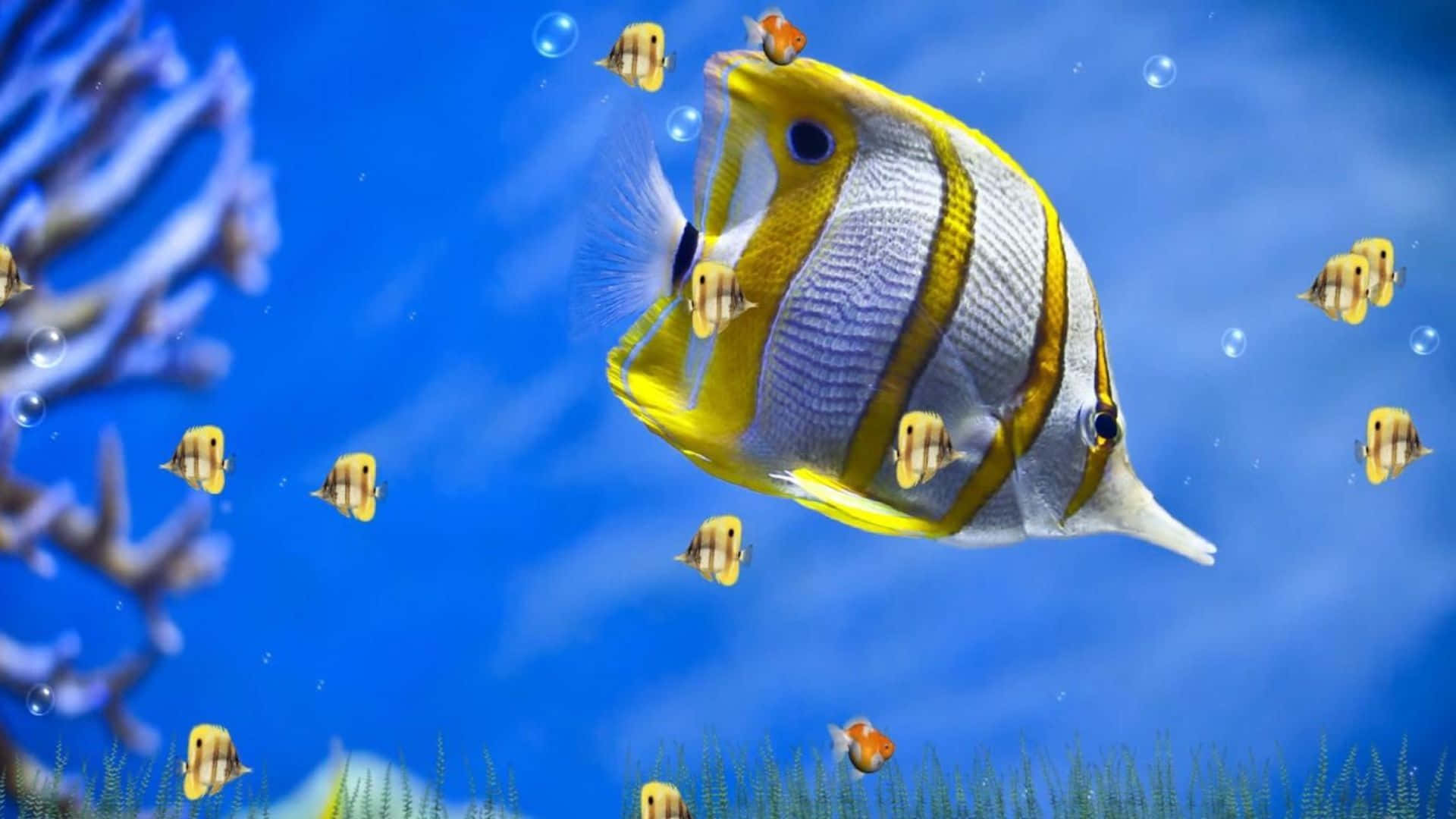Stunning Image Of A Tropical Butterflyfish Swimming In The Coral Reefs Wallpaper