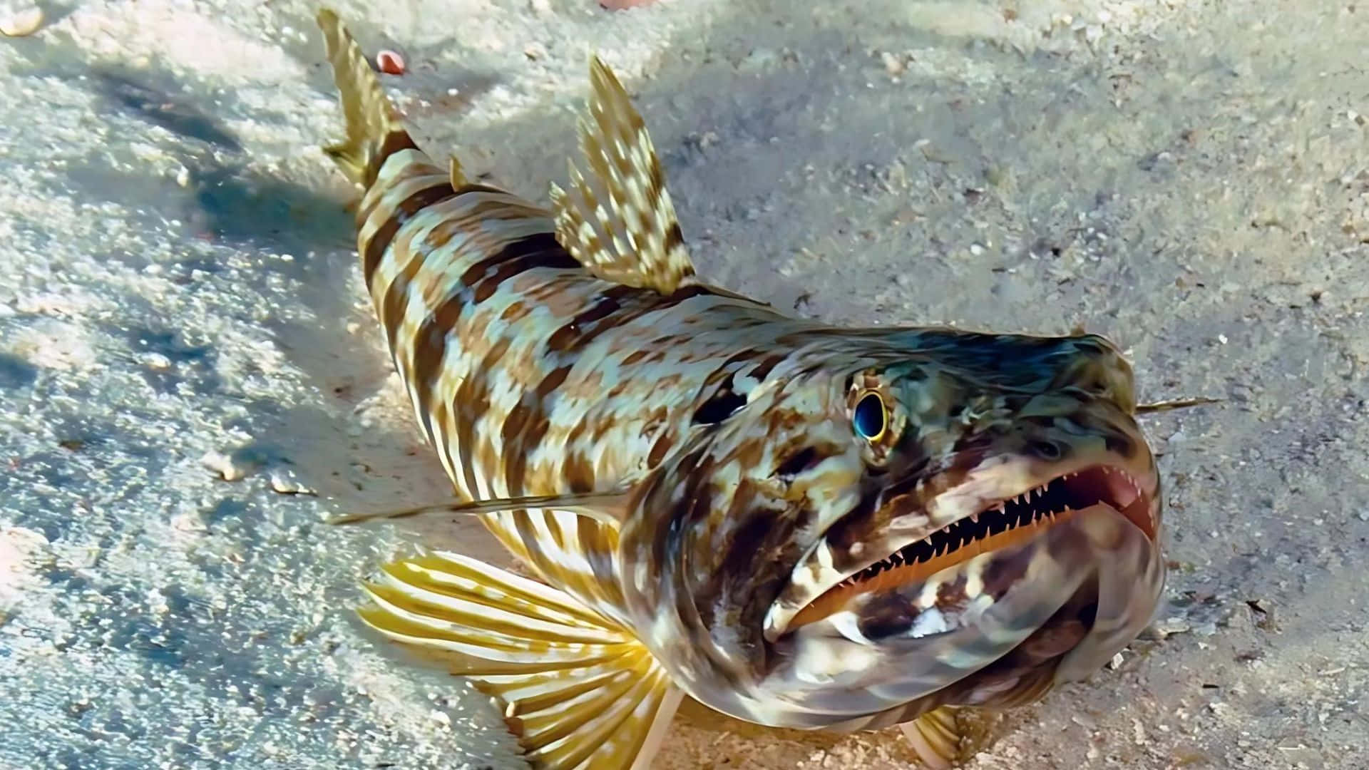 Stunning Lizardfish Underwater Scene Wallpaper