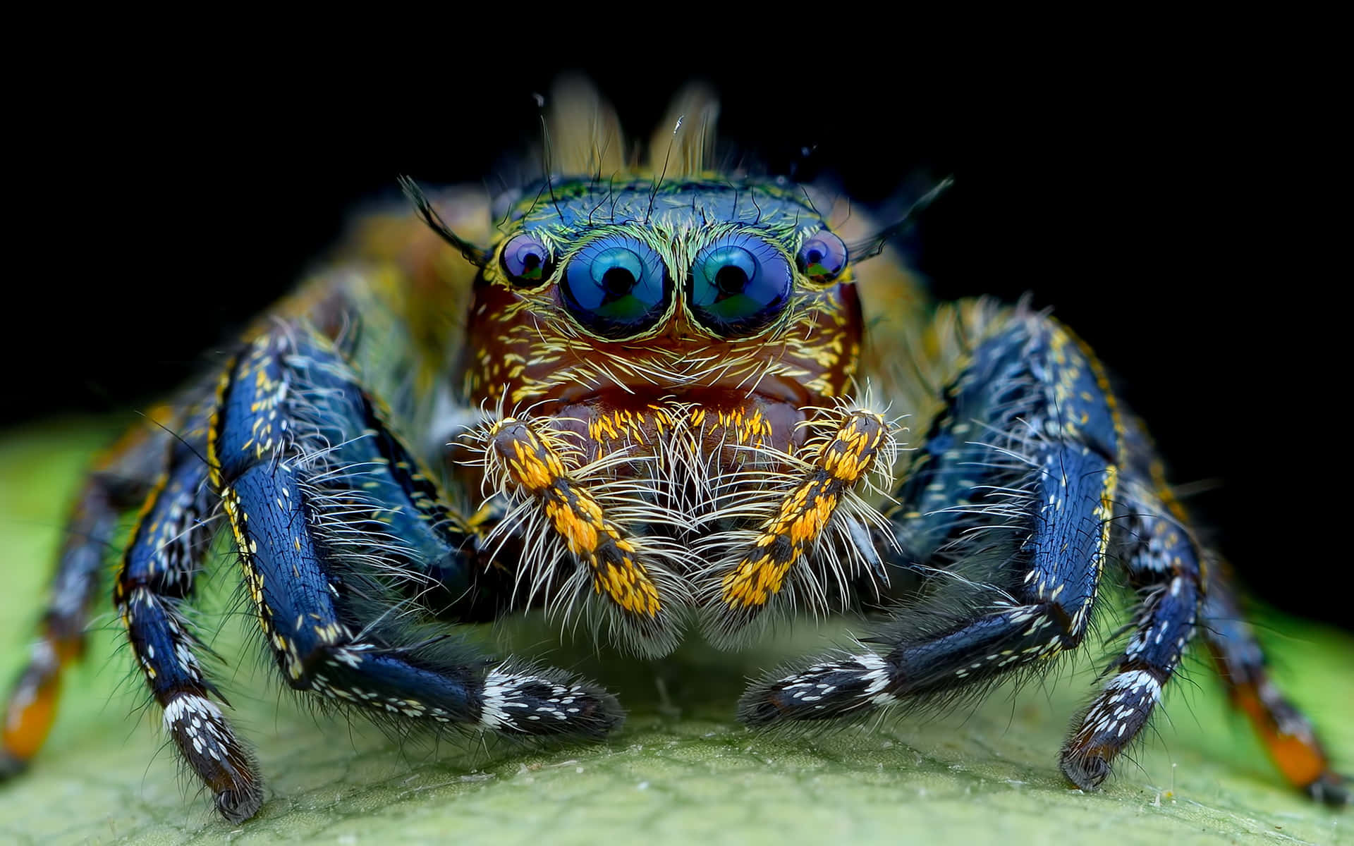 Stunning Macro Shot Of A Spider On A Web