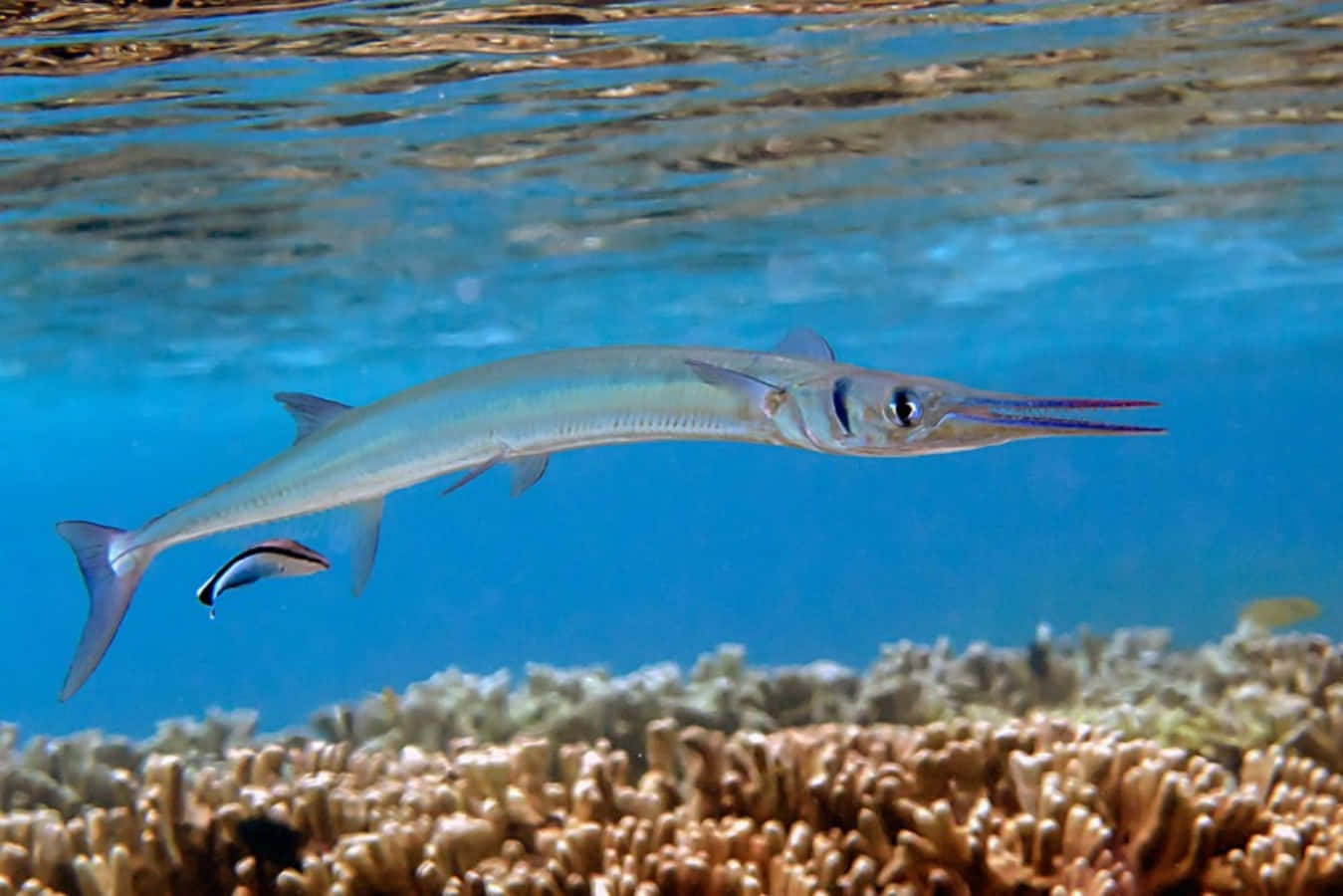 Stunning Needlefish Swimming In Blue Ocean Wallpaper