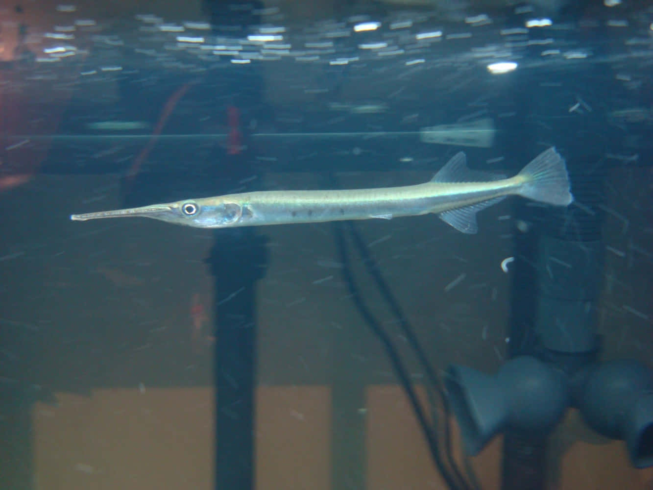 Download Stunning Needlefish Swimming In Calm Ocean Waters Wallpaper ...