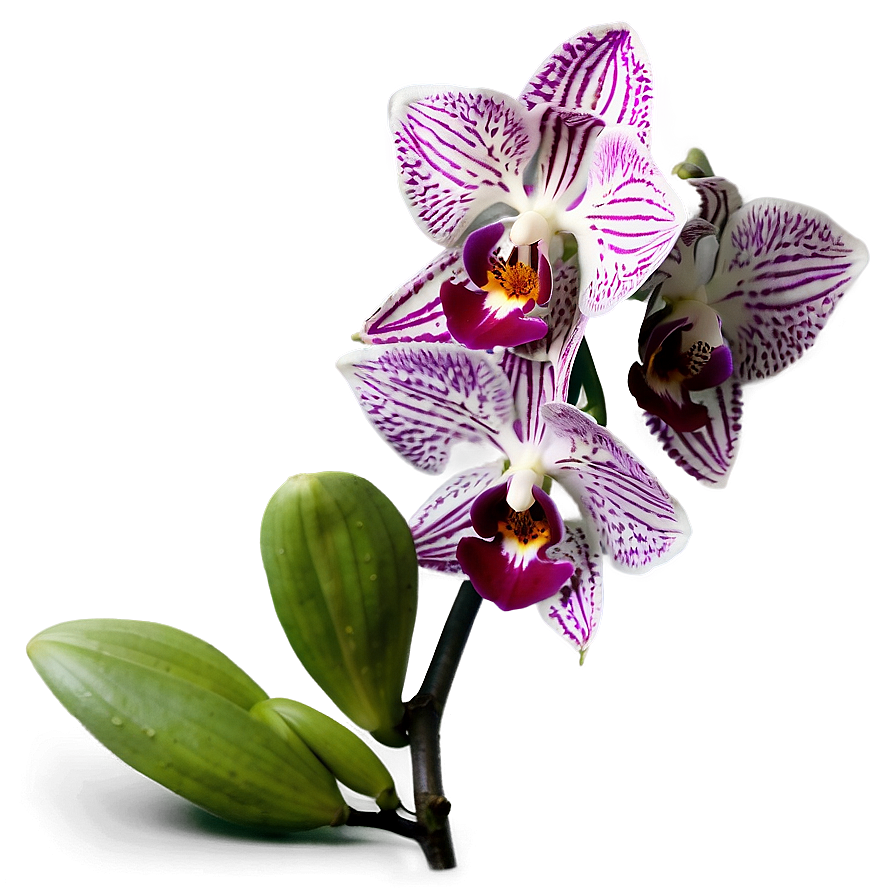 Stunning Orchid Png 34 PNG
