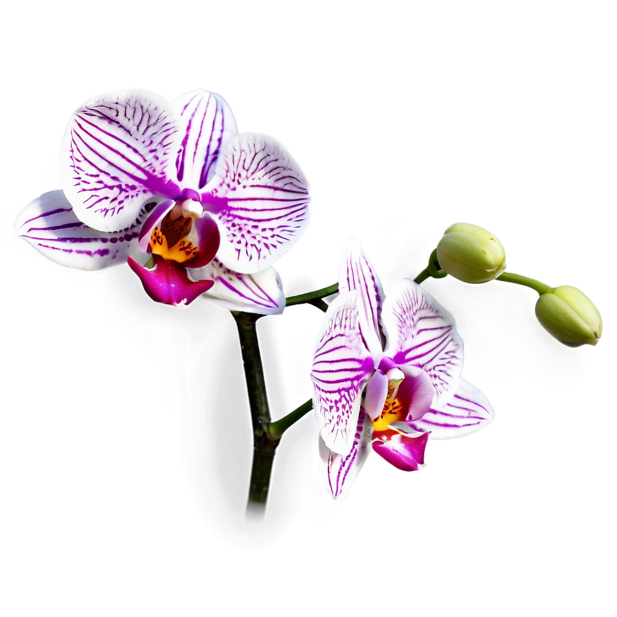 Stunning Orchid Png Wab27 PNG