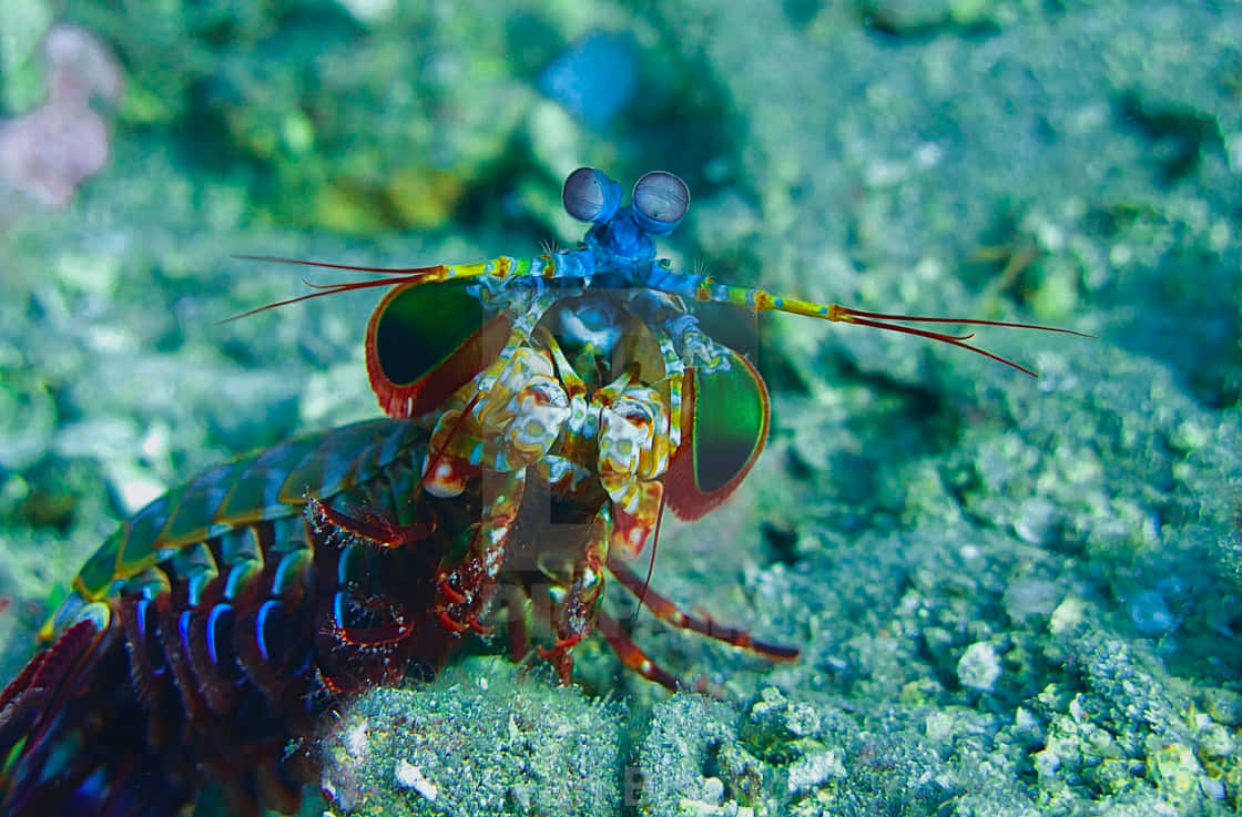 Stunning Peacock Mantis Shrimp In Vibrant Underwater Colors Wallpaper