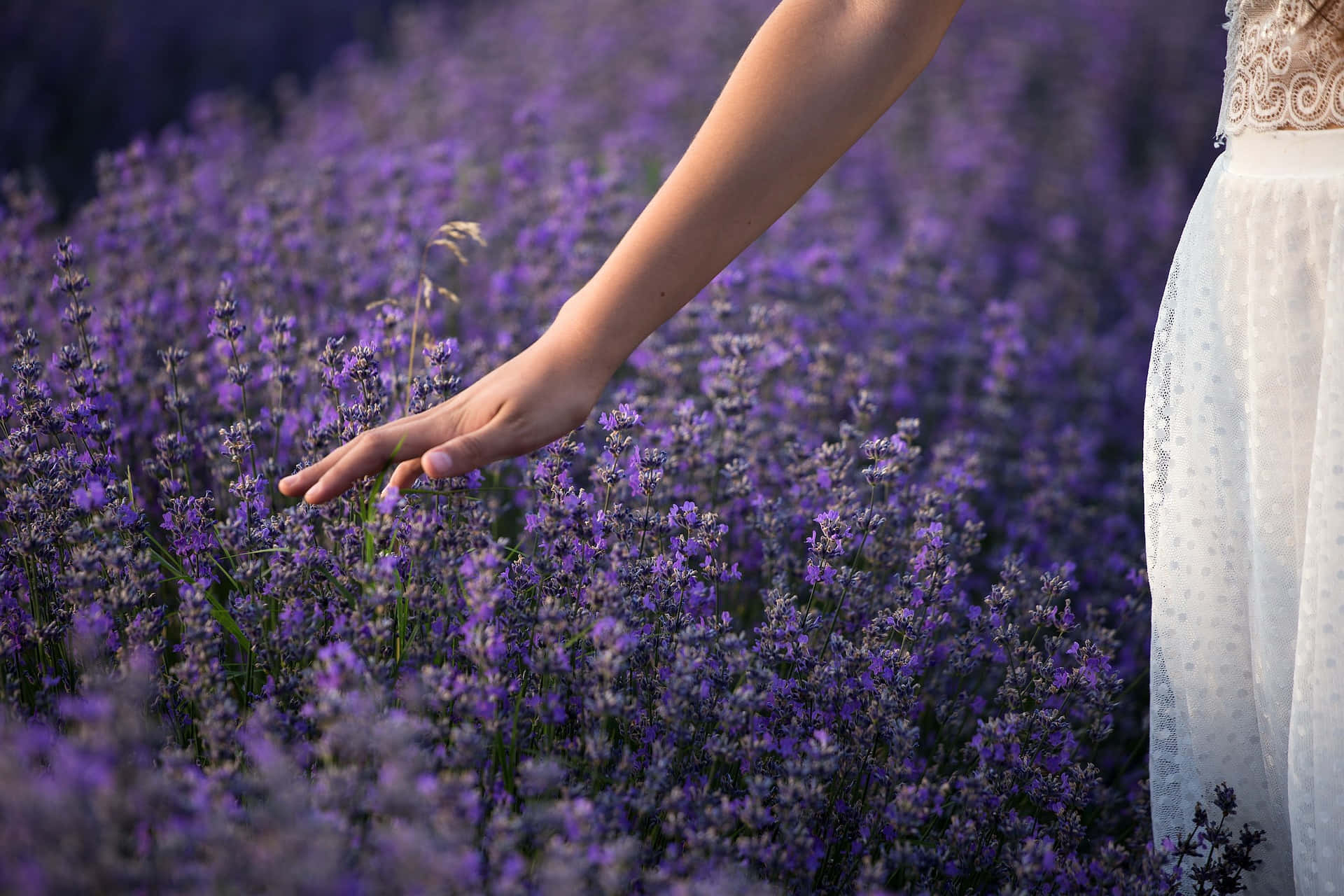 Stunning Photo Of Woman's Hand Touching A Tangible Field Of Lavender Wallpaper