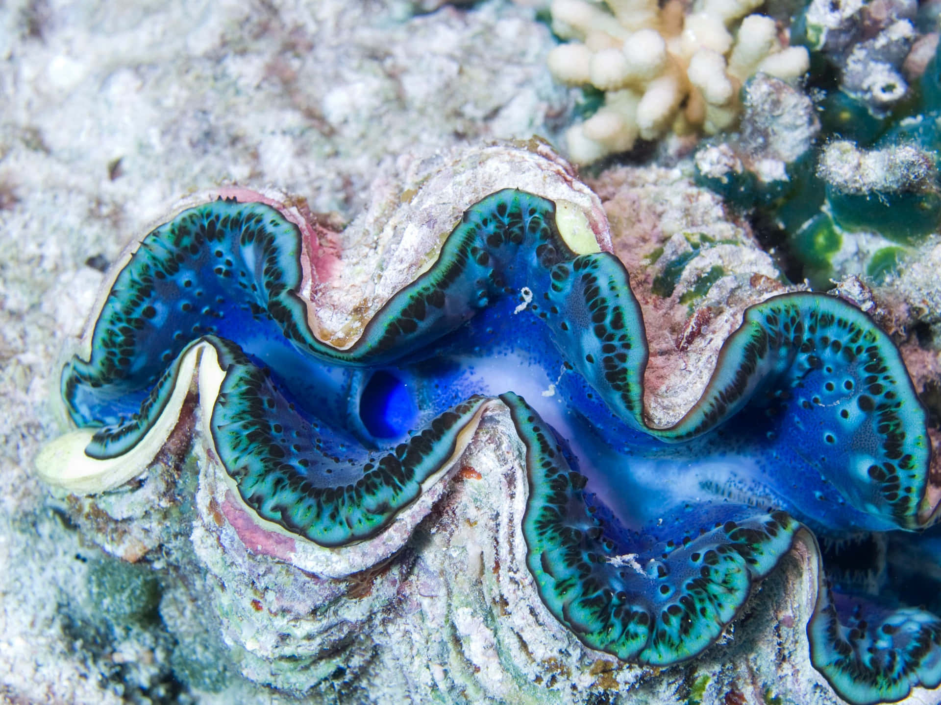 Stunning Picture Of A Giant Clam In Its Natural Underwater Habitat Wallpaper