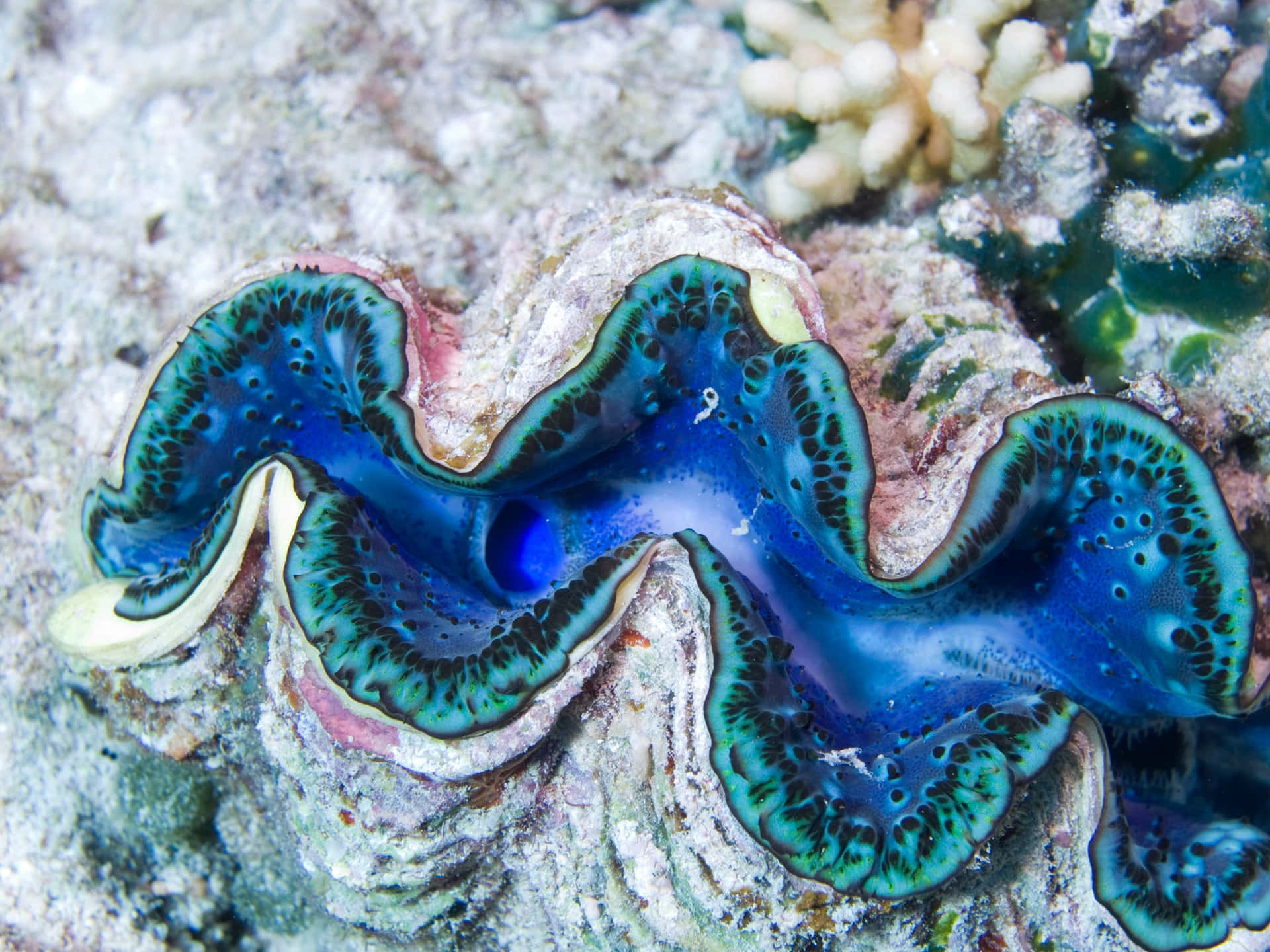 Download Stunning Picture Of A Giant Clam In Its Natural Underwater ...