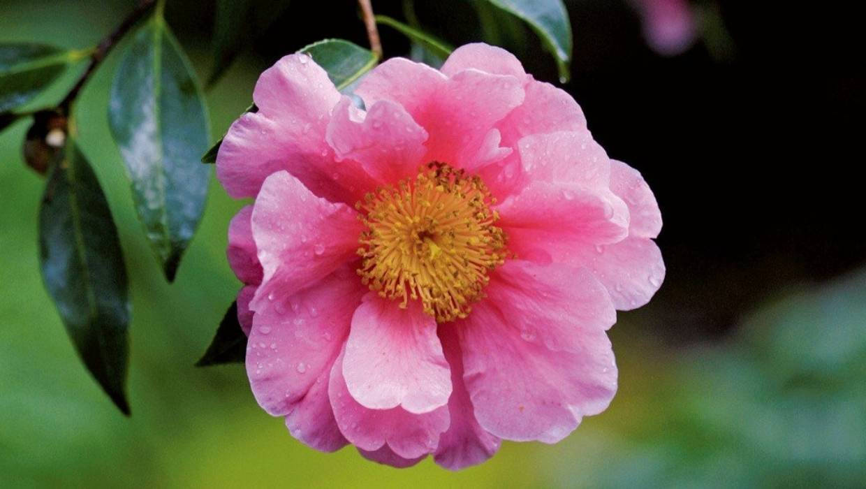 Stunning Pink Camellia Sasanqua - Fantastiskt Vacker Rosa Camellia Sasanqua. Wallpaper