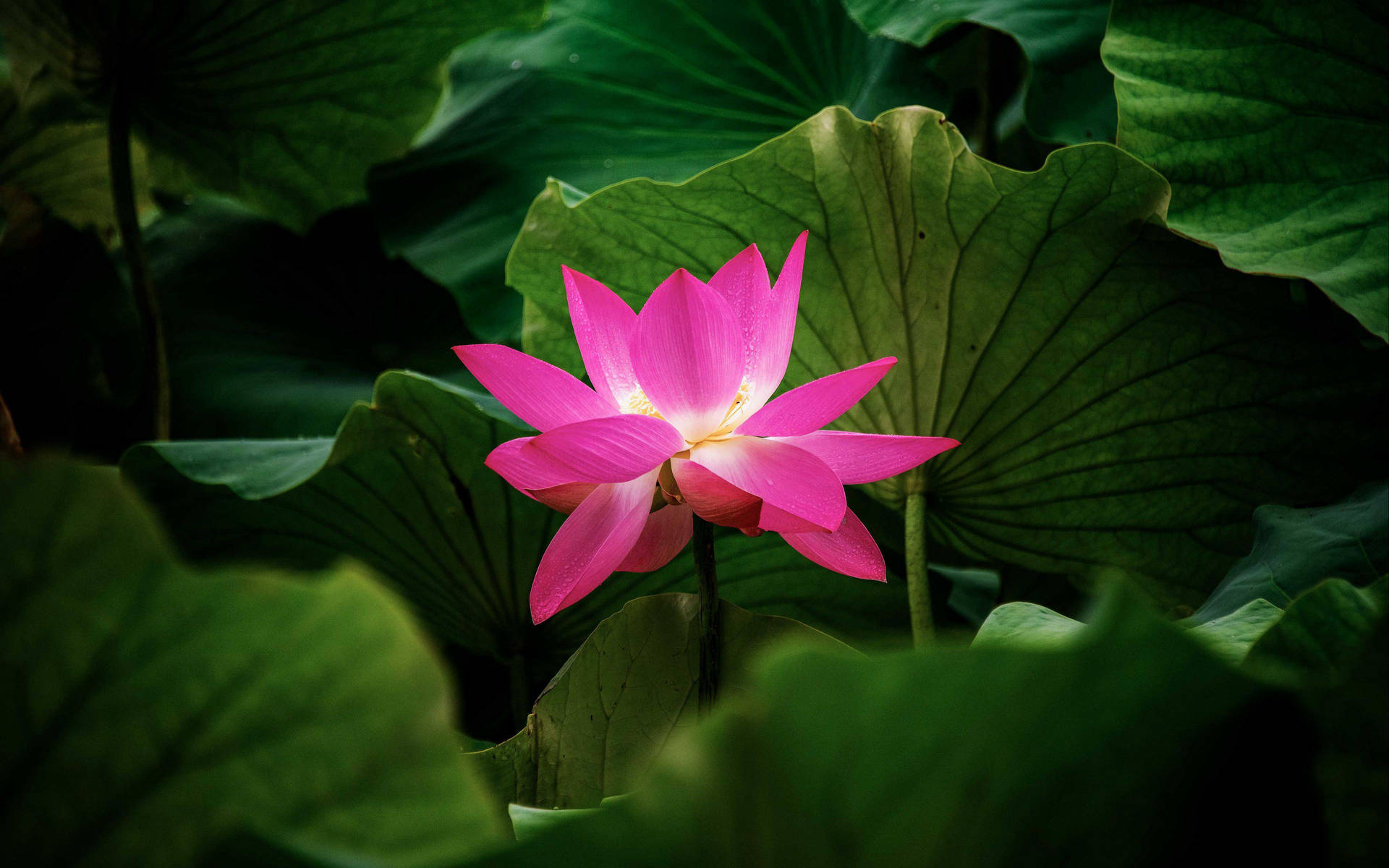 Storslået lyserød lotus blandt grønne blade Wallpaper