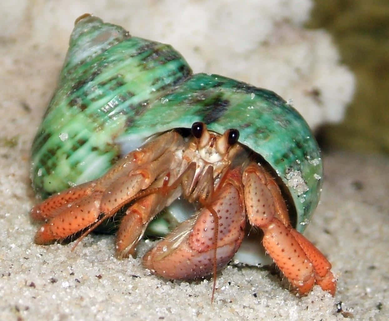 Stunning Portrait Of A Hermit Crab On The Tropical Beach Wallpaper
