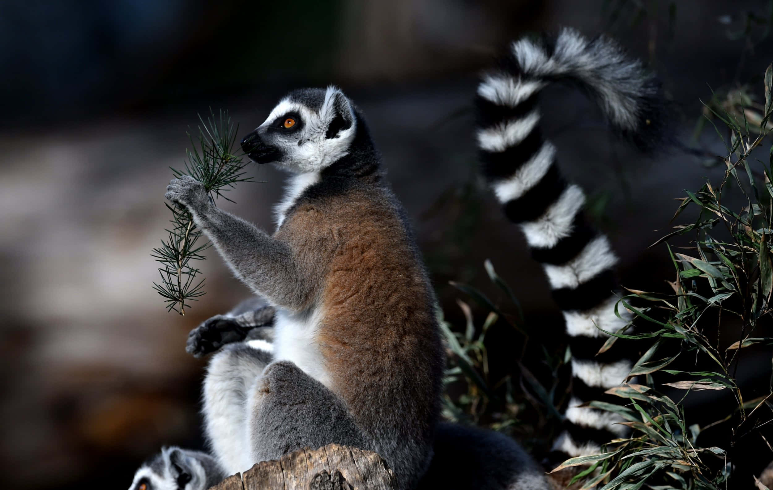 Stunning Portrait Of A Lemur In Its Natural Habitat Wallpaper
