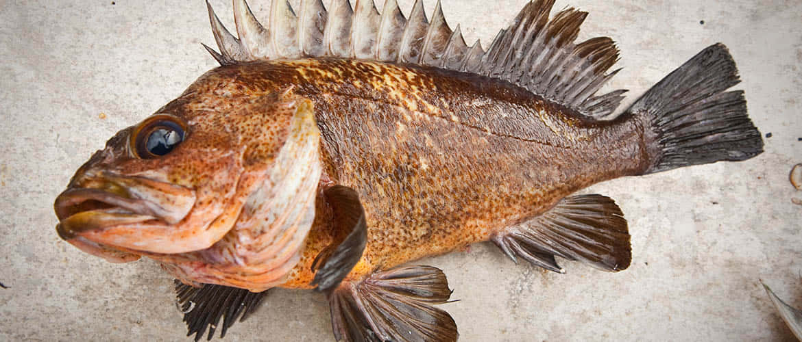 Stunning Quillback Rockfish In Natural Habitat Wallpaper