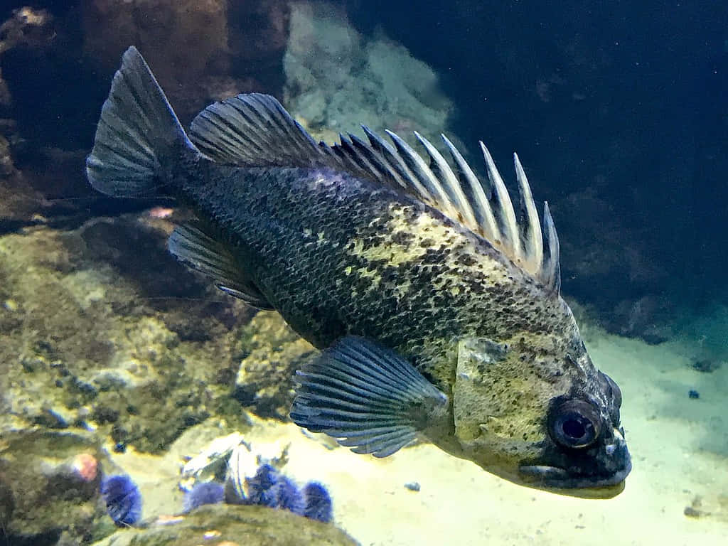 Quillback Rockfish Époustouflant Nageant Dans Les Profondeurs De La Mer Fond d'écran