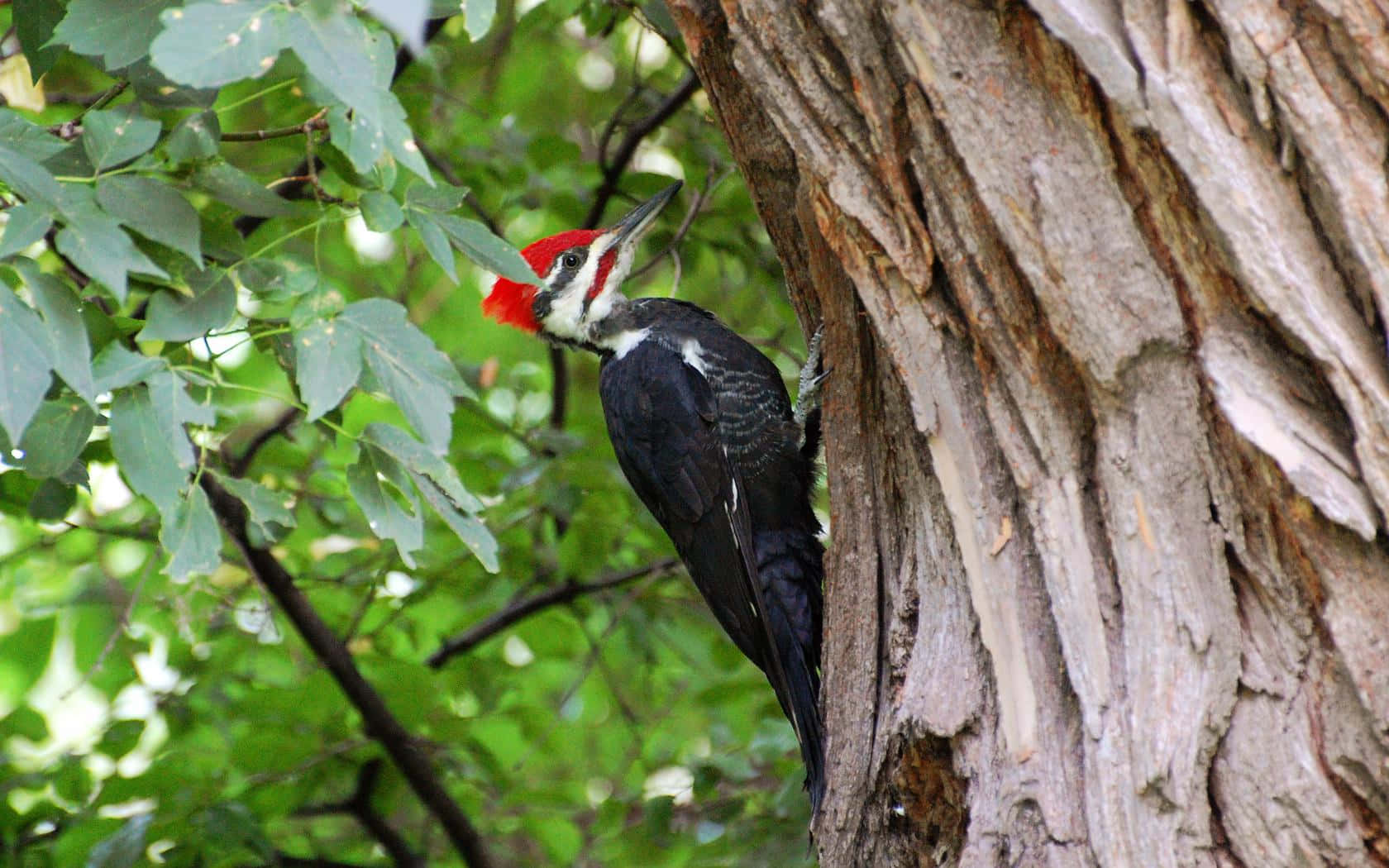 Stunning Red-bellied Woodpecker On A Mossy Tree Wallpaper