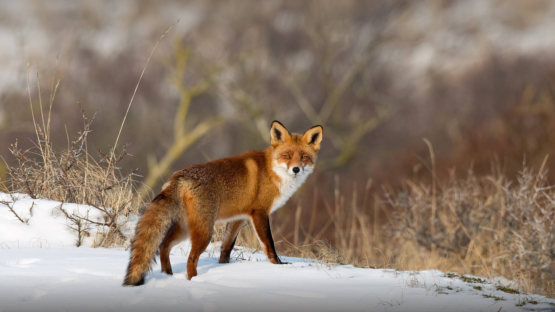 Stunning Red Fox In The Wilderness Wallpaper