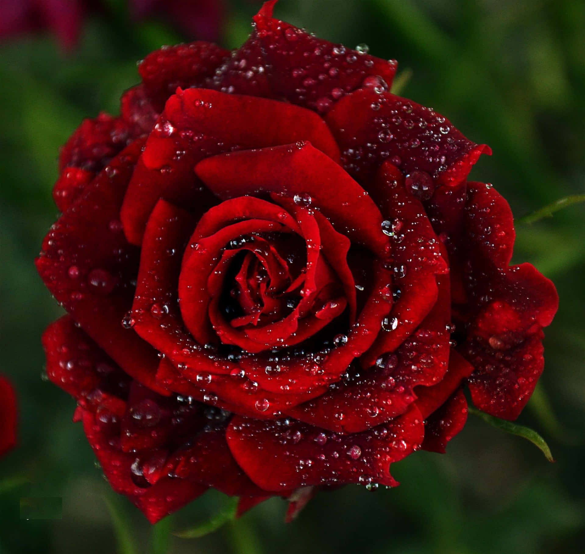 Stunning Red Rose Background