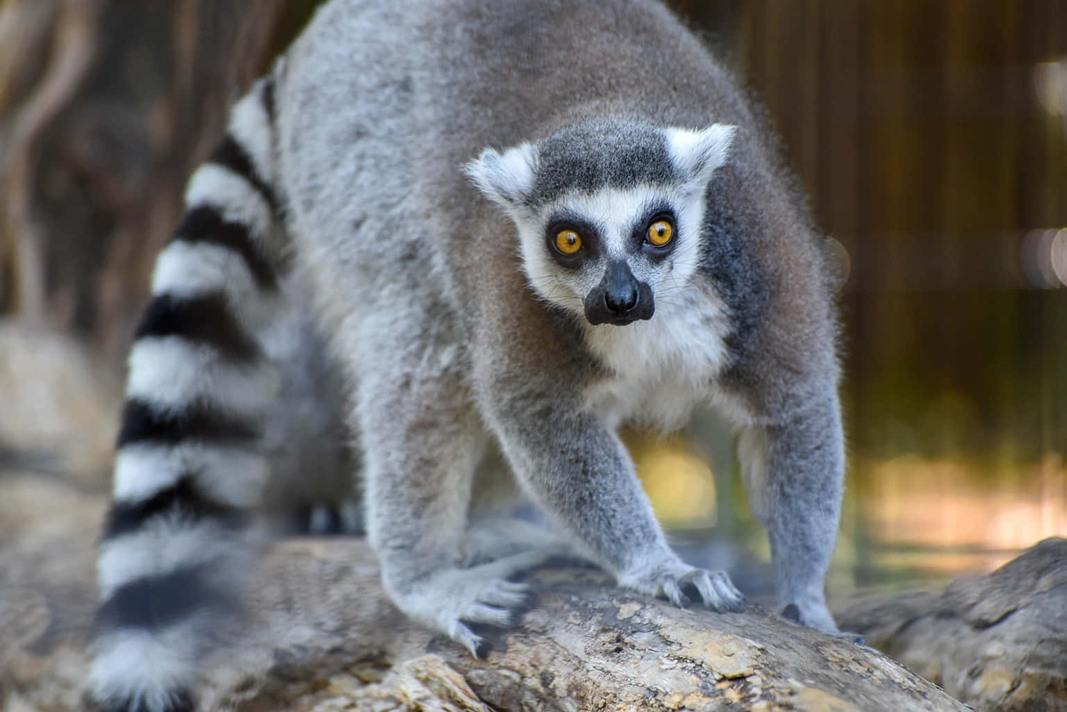 Stunning Ring-tailed Lemur Captured In Its Natural Habitat Wallpaper