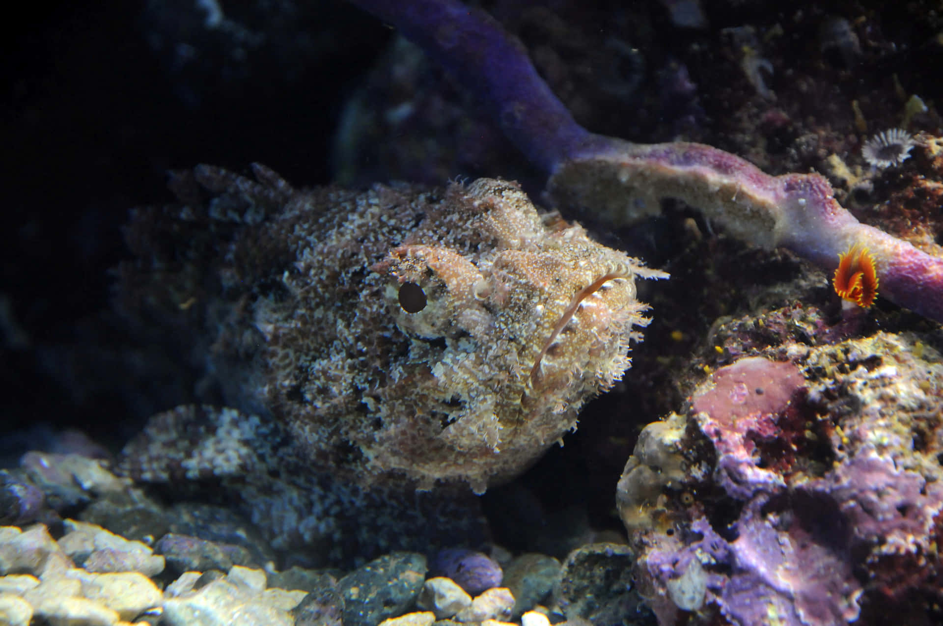 Stunning Stonefish Camouflaged In Its Natural Habitat Wallpaper