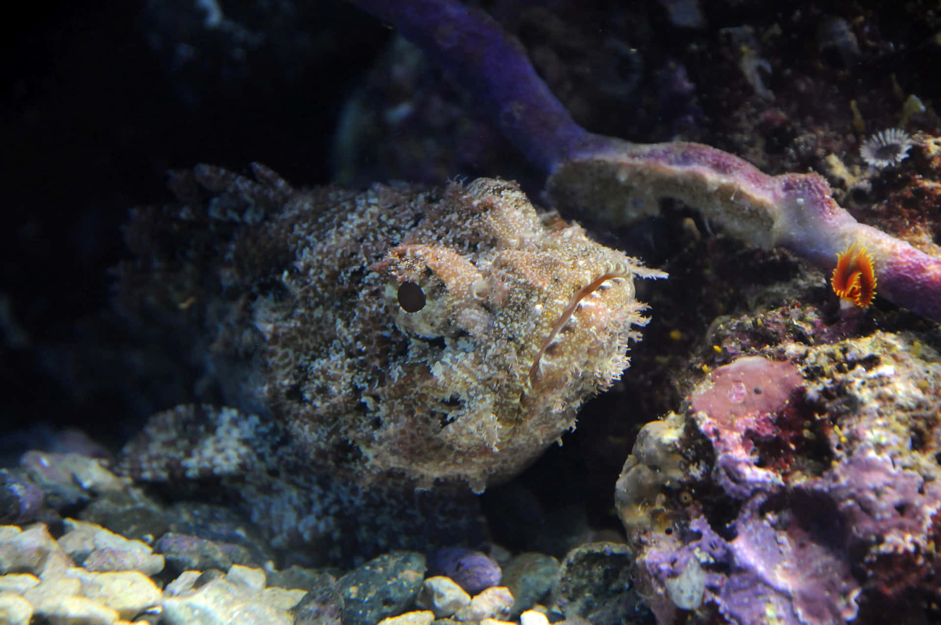 Adembenemende Steenvis Gecamoufleerd In Zijn Natuurlijke Habitat Achtergrond