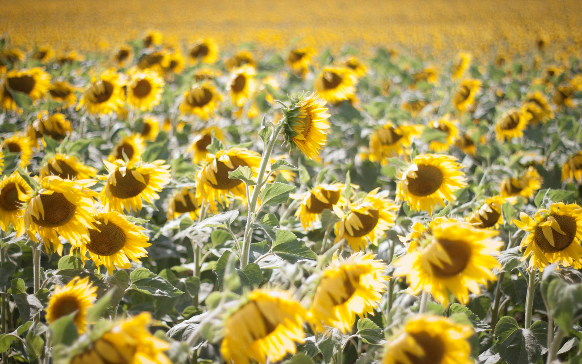 Stunning Sunflower Aesthetic Garden Wallpaper