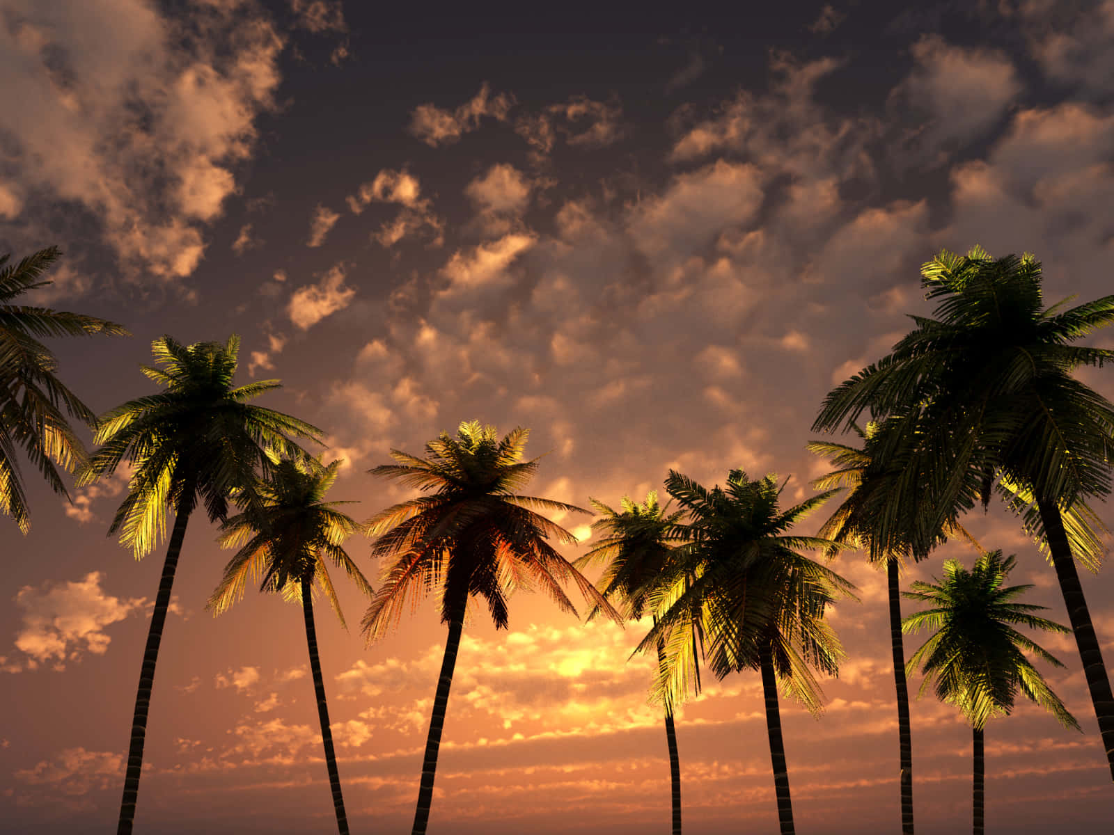 Stunning Sunset With Palm Tree Wallpaper