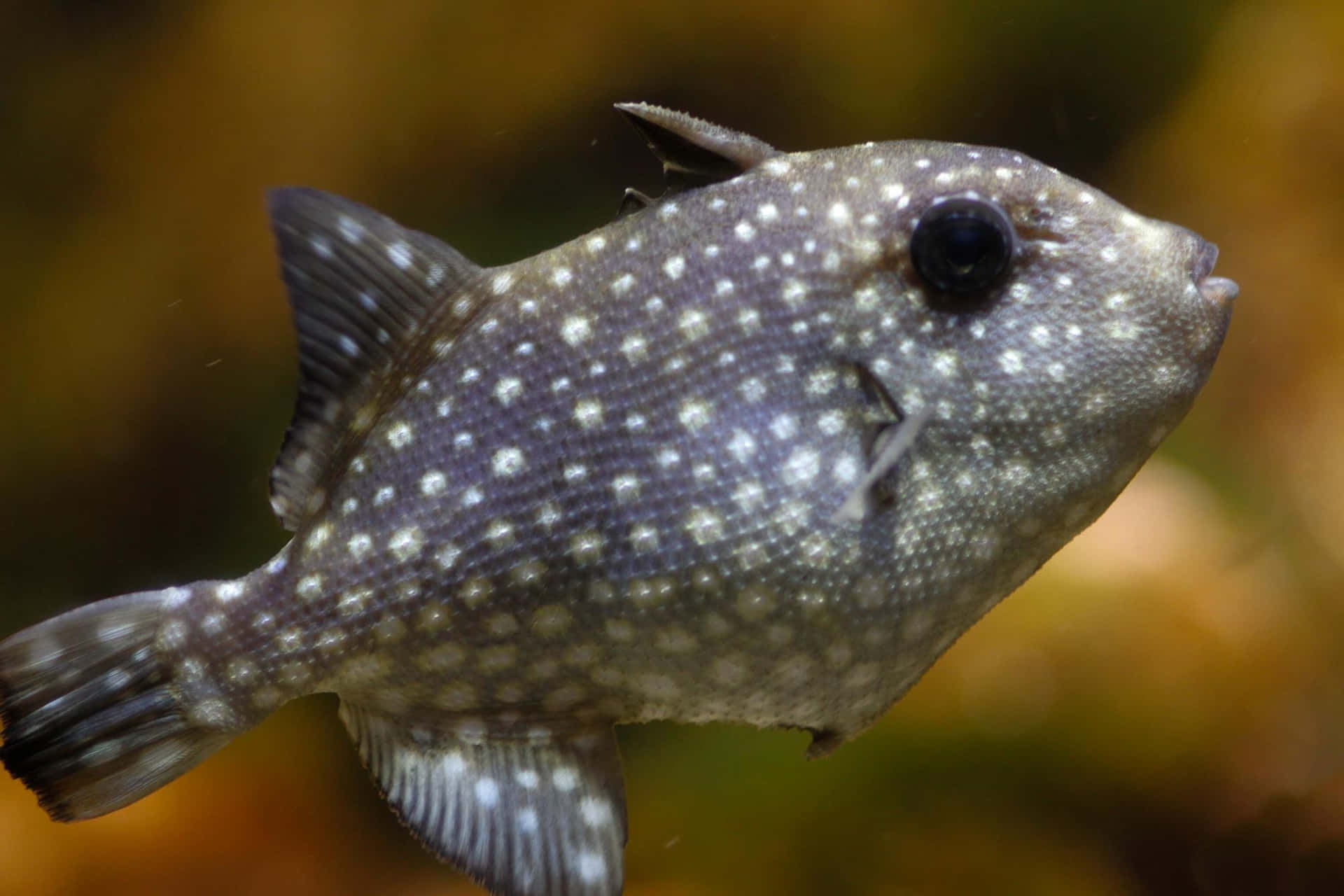 Fantastisk Triggerfisk Svømmer I Korallrev Bakgrunnsbildet