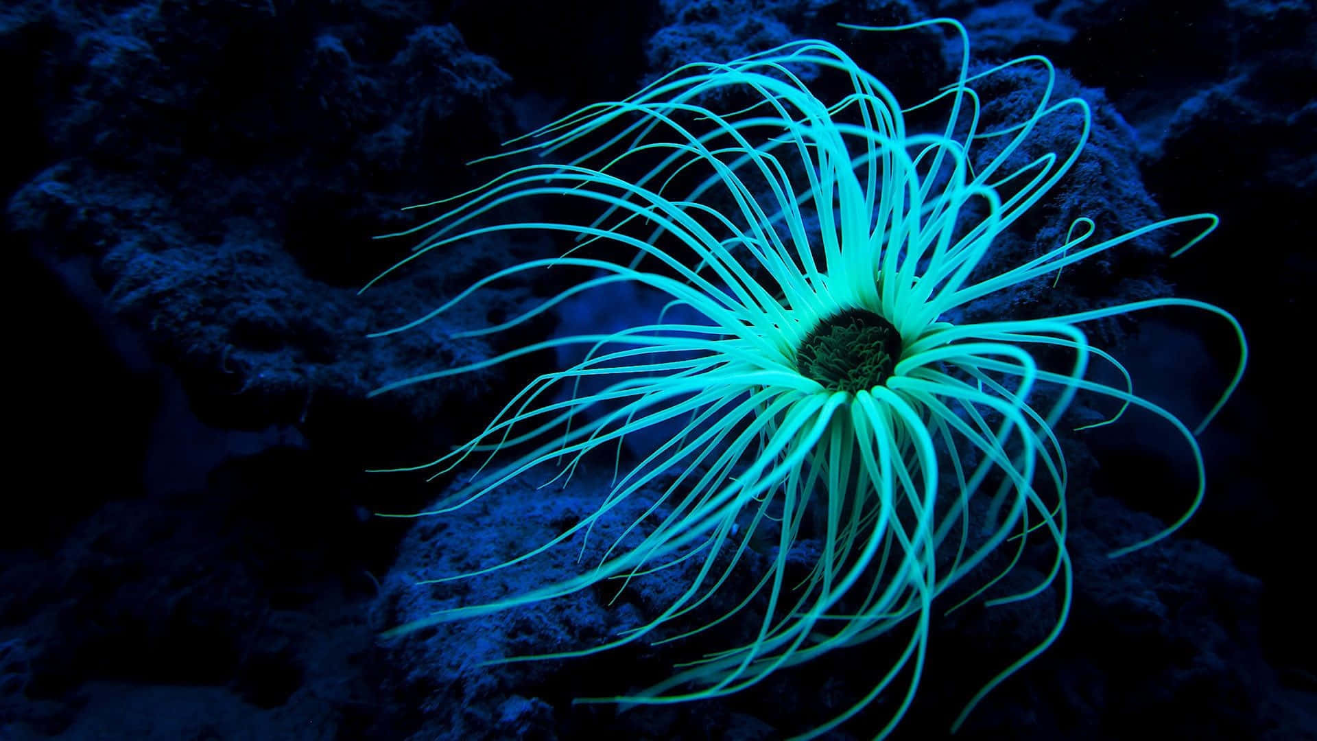 Stunning Underwater Beauty: Vibrant Sea Anemone Wallpaper