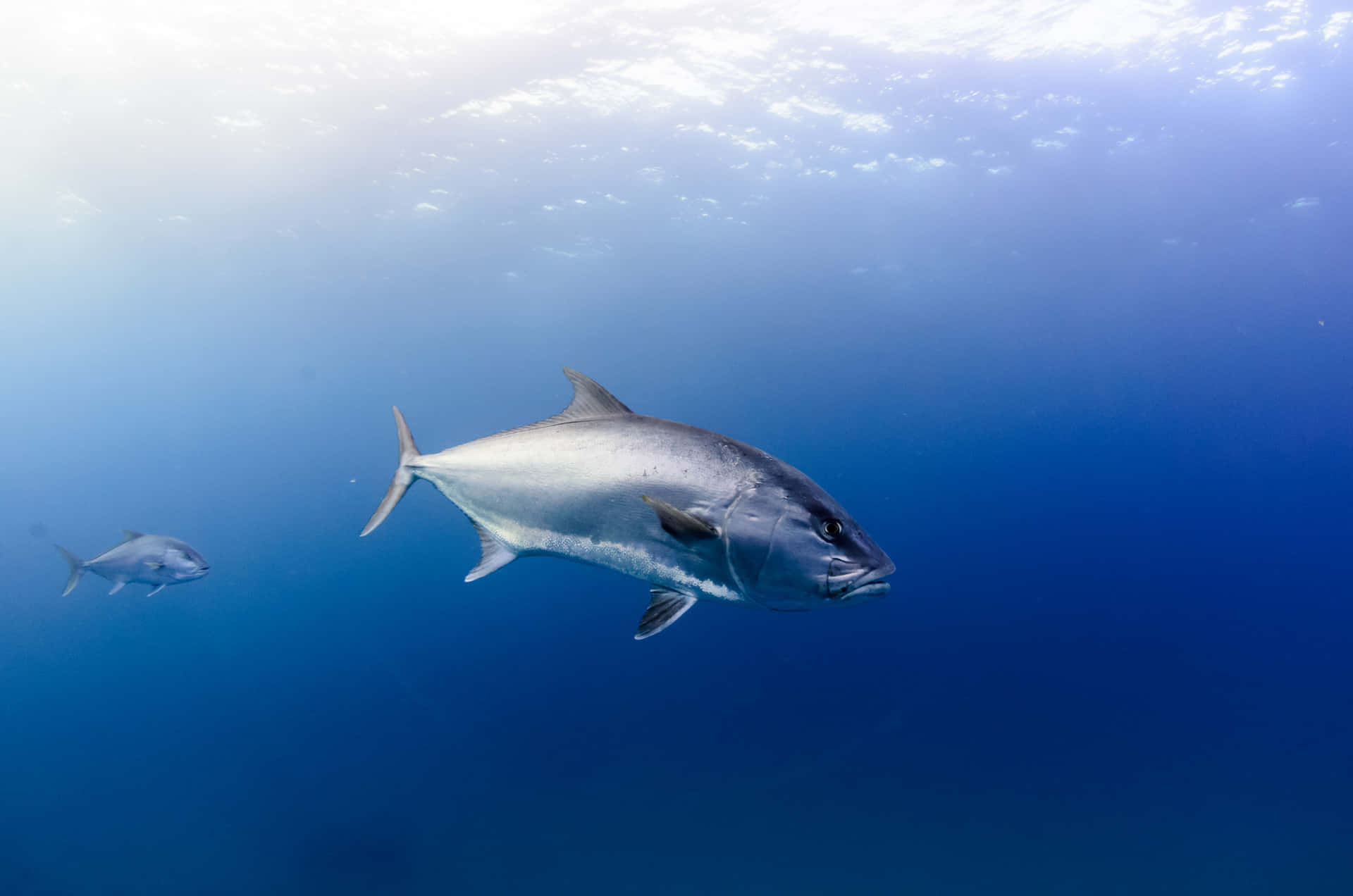 Stunning Underwater Shot Of A Greater Amberjack Wallpaper