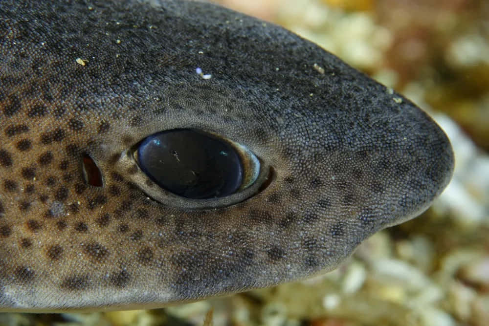 Stunning Underwater View Of A Catshark Wallpaper