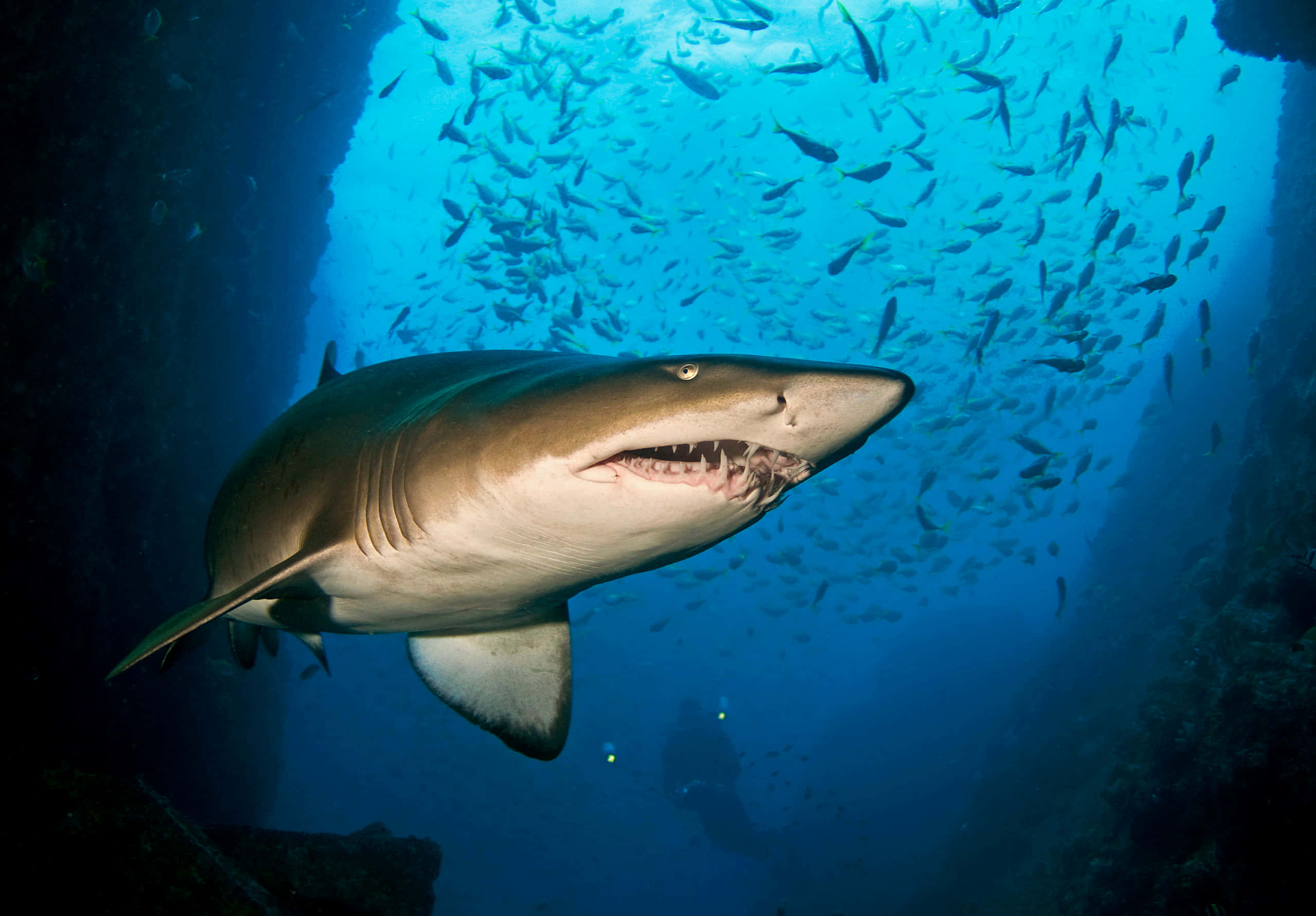 Stunning Underwater View Of A Nurse Shark Wallpaper