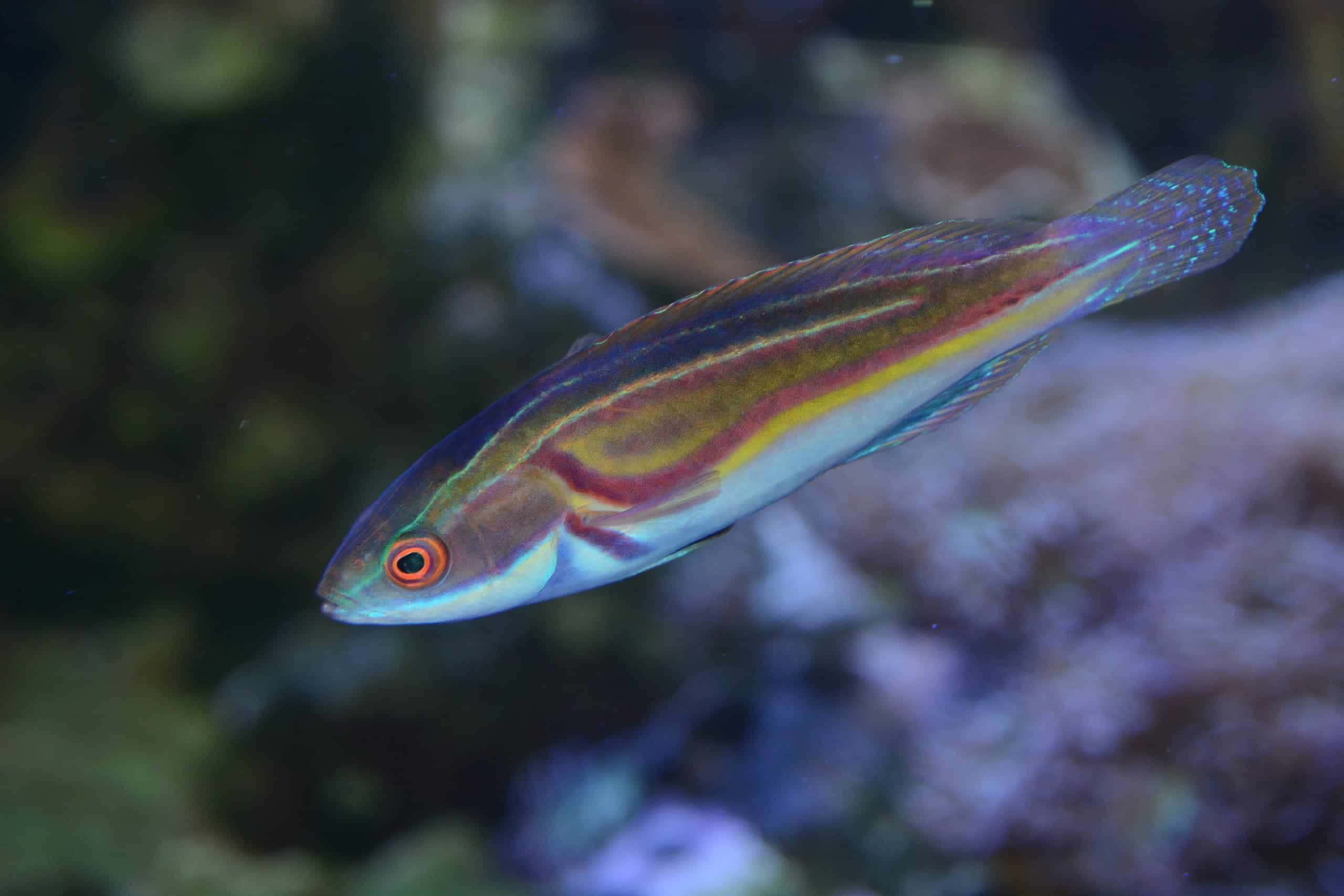 Stunning Underwater View Of A Wrasse Fish Wallpaper