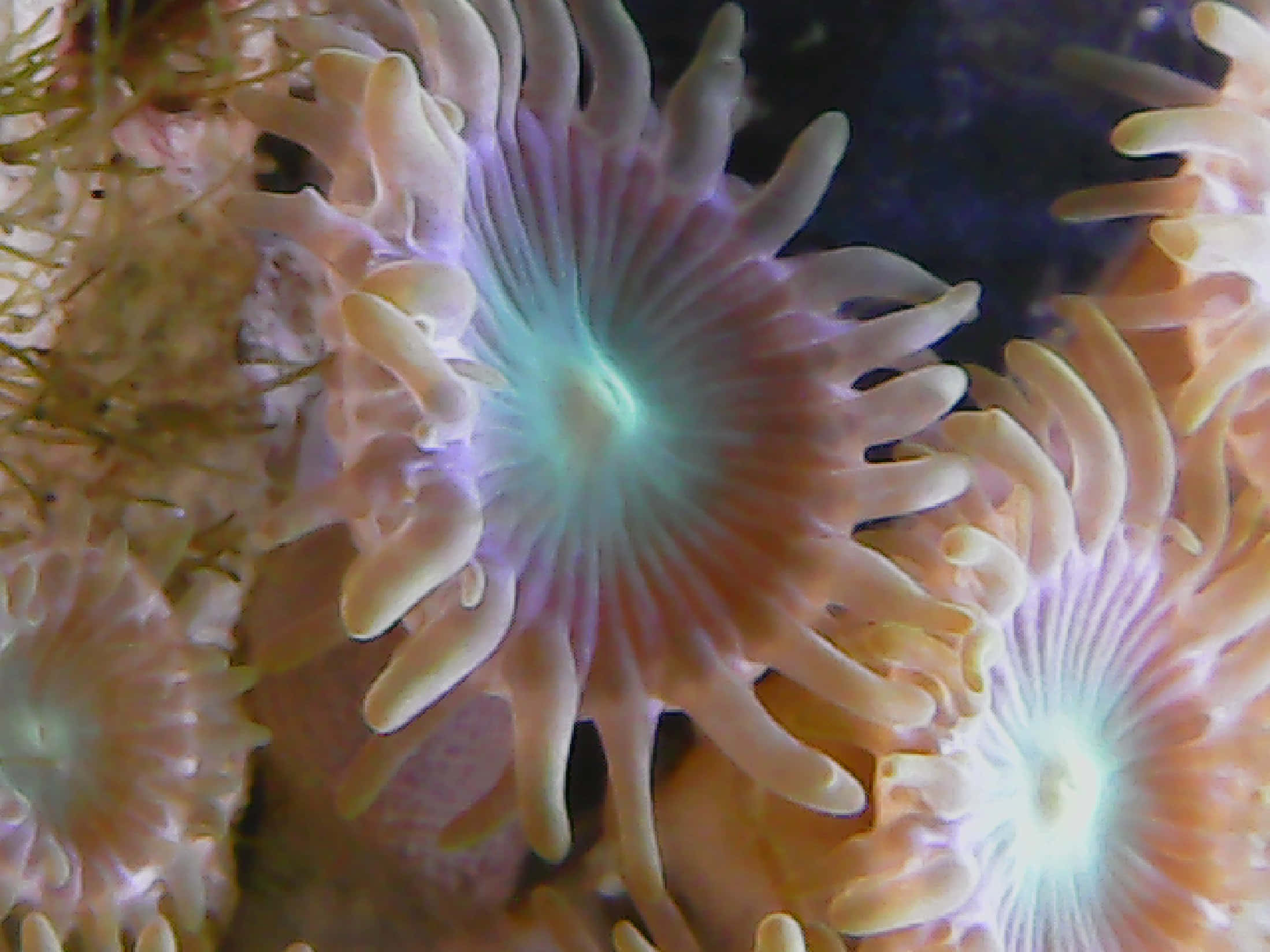 Stunning Underwater View Of Vibrant Zoanthids Wallpaper