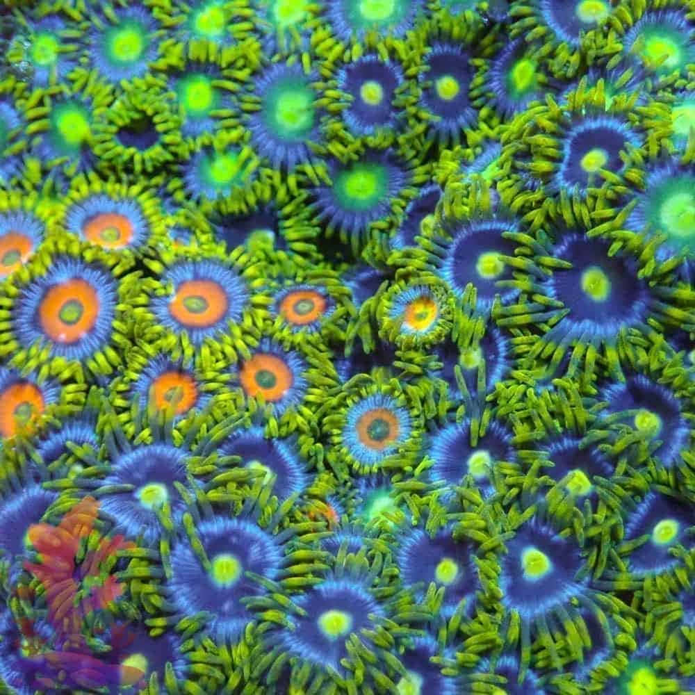 Pemandangan Menakjubkan Di Bawah Laut Dari Zoanthid Yang Berwarna-warni Wallpaper