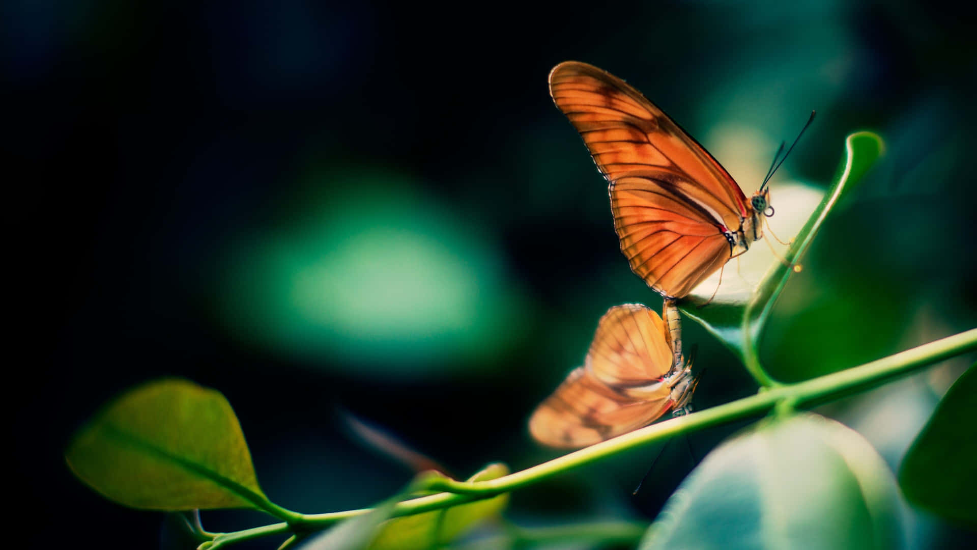 Stunning Vibrant 4k Butterfly Image Wallpaper
