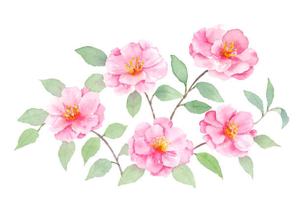 Stunning View Of A Blooming Camellia Sasanqua Wallpaper