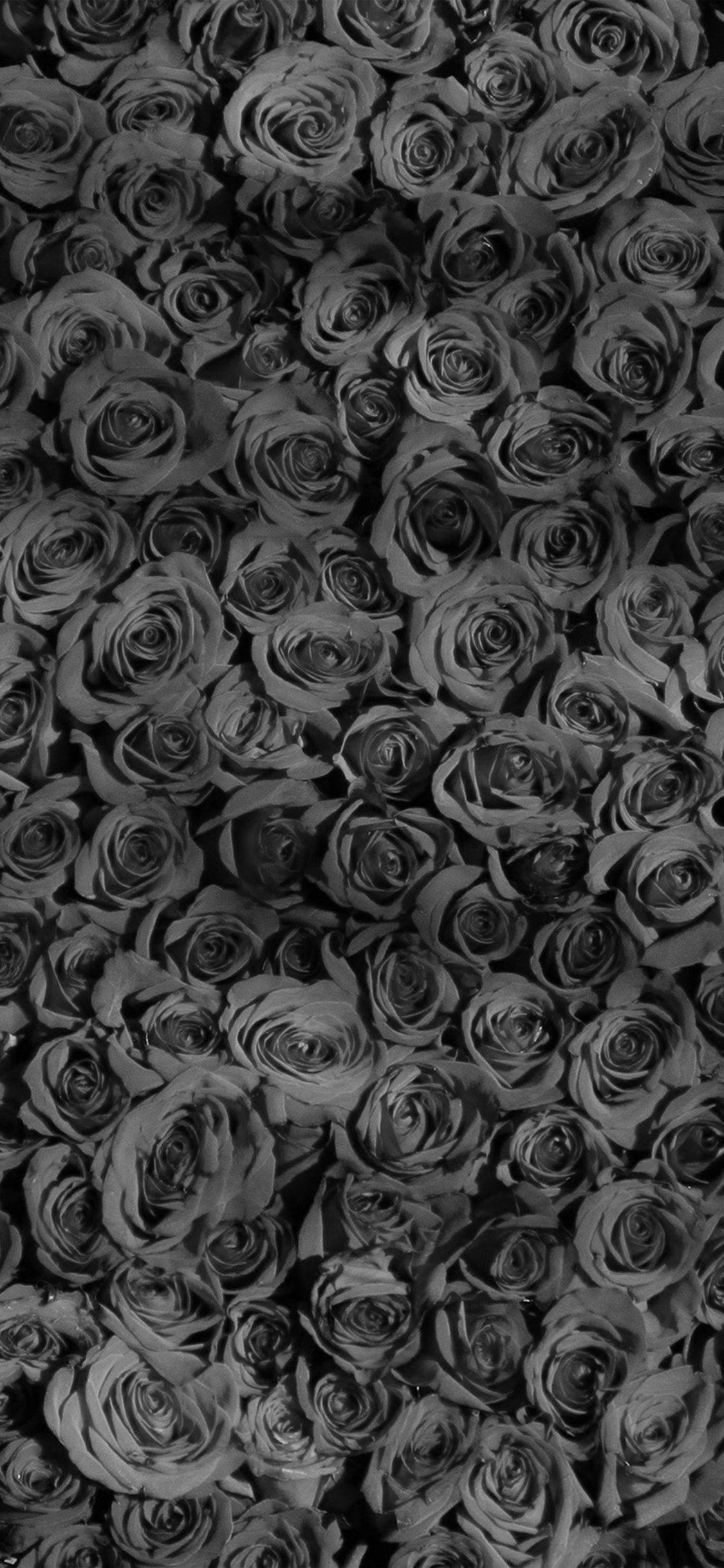Stunning Wall Of Black Rose Iphone Wallpaper