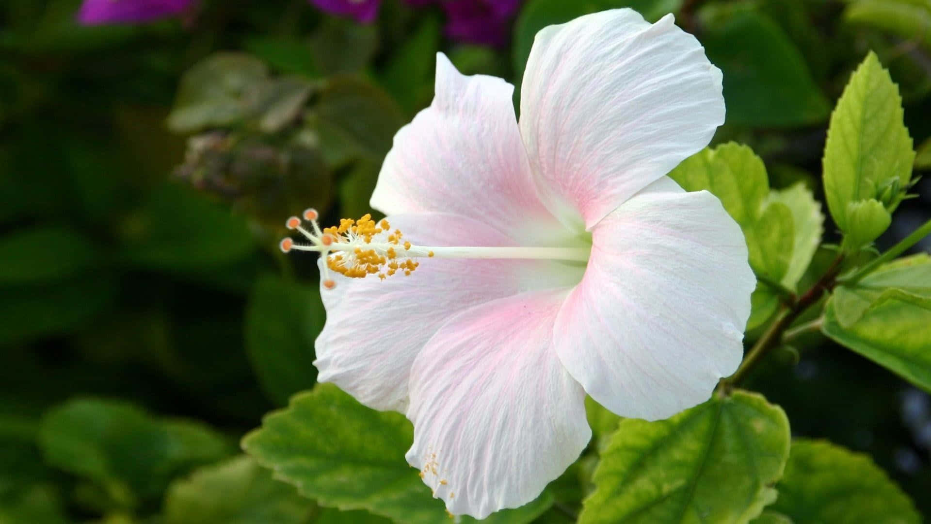 Stunning White Hibiscus Flower Background