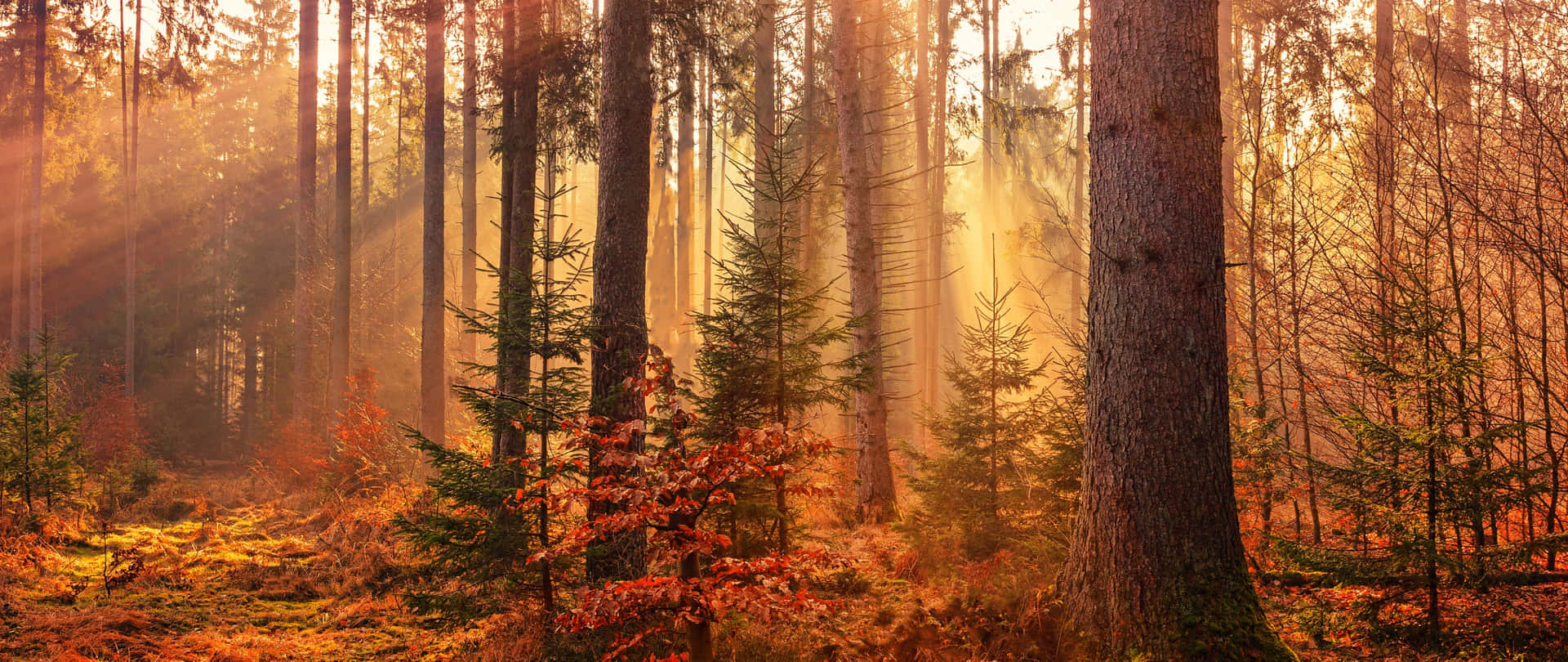 Stupendascenario Autunnale: Colori Dell'autunno In Una Foresta Panoramica.