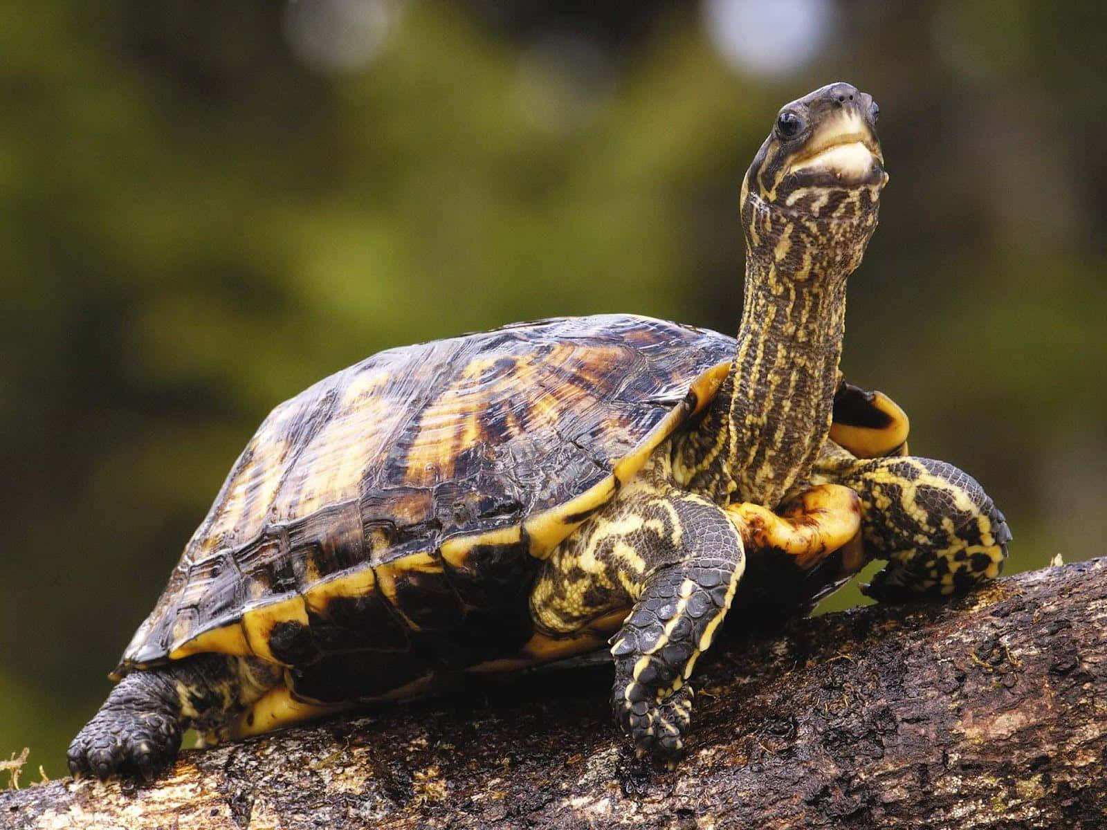 Stupendatartaruga Selvatica Nel Suo Ambiente Naturale.