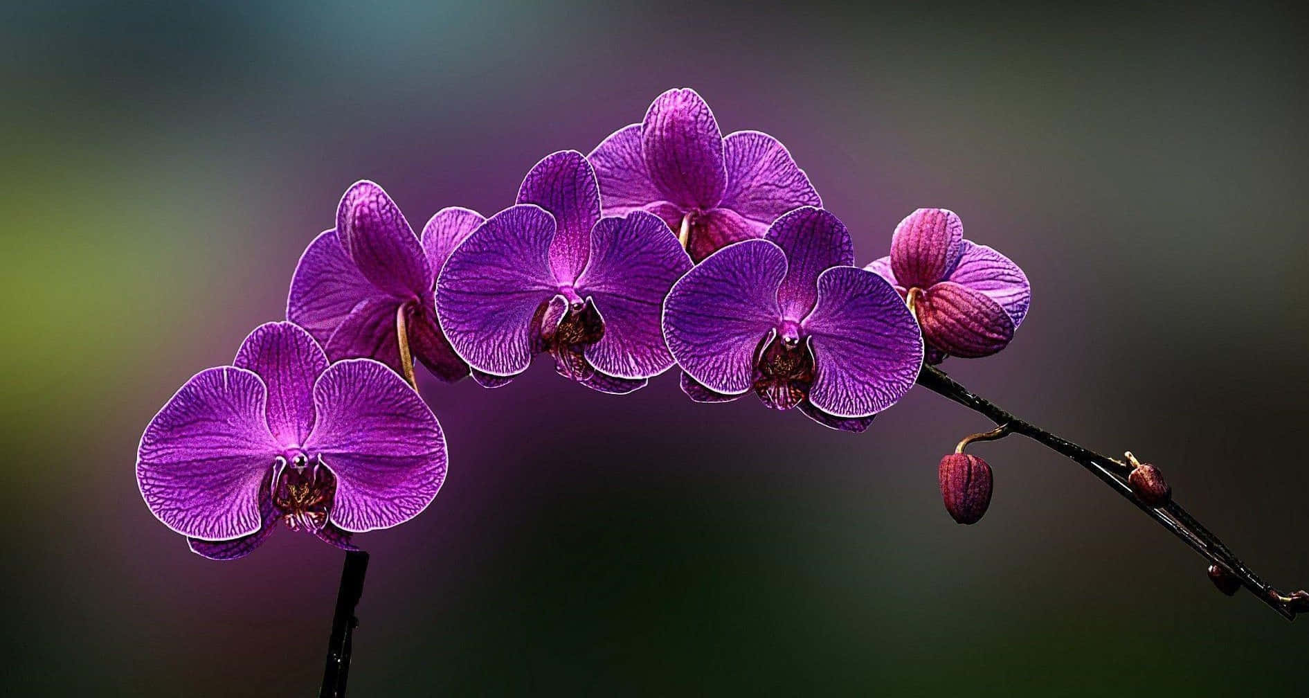 Stupendoallestimento Di Orchidee