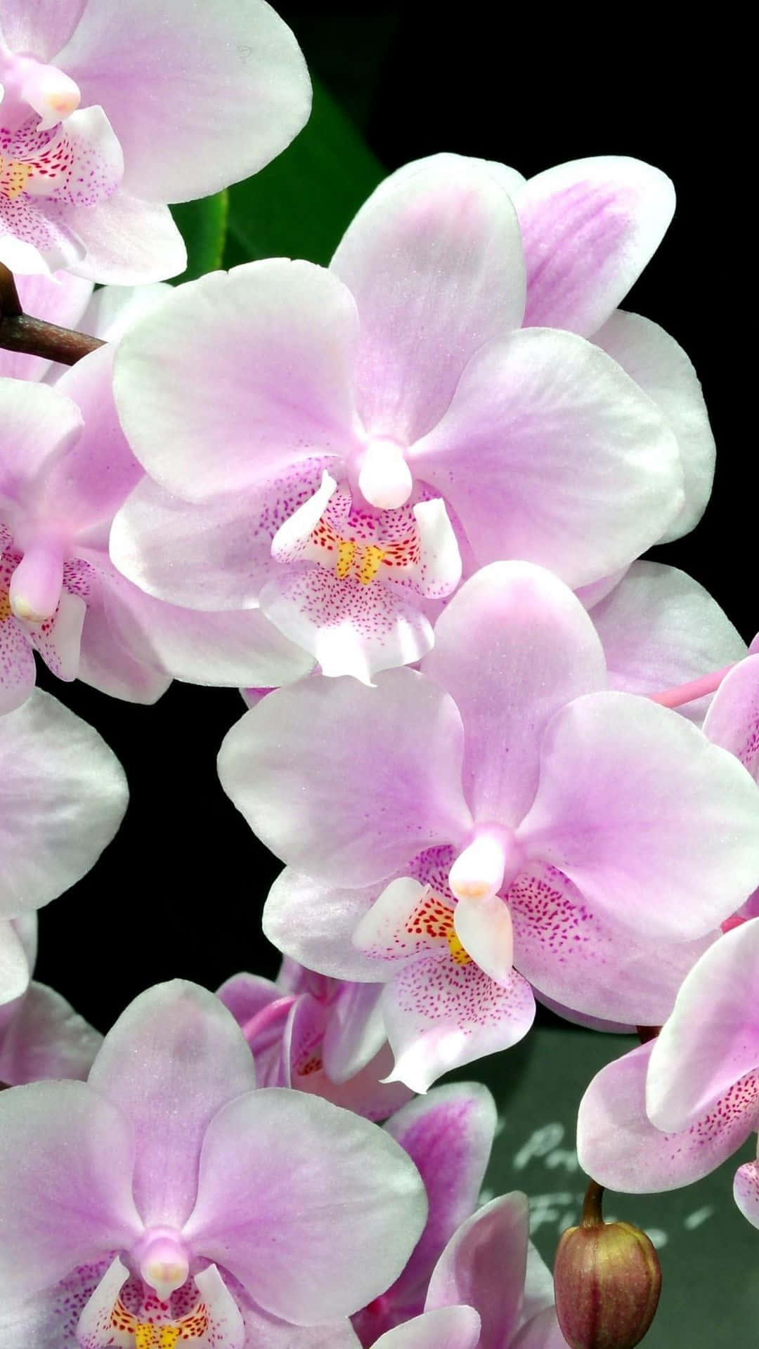 Stupendofiore Di Orchidea In Un Vibrante Viola