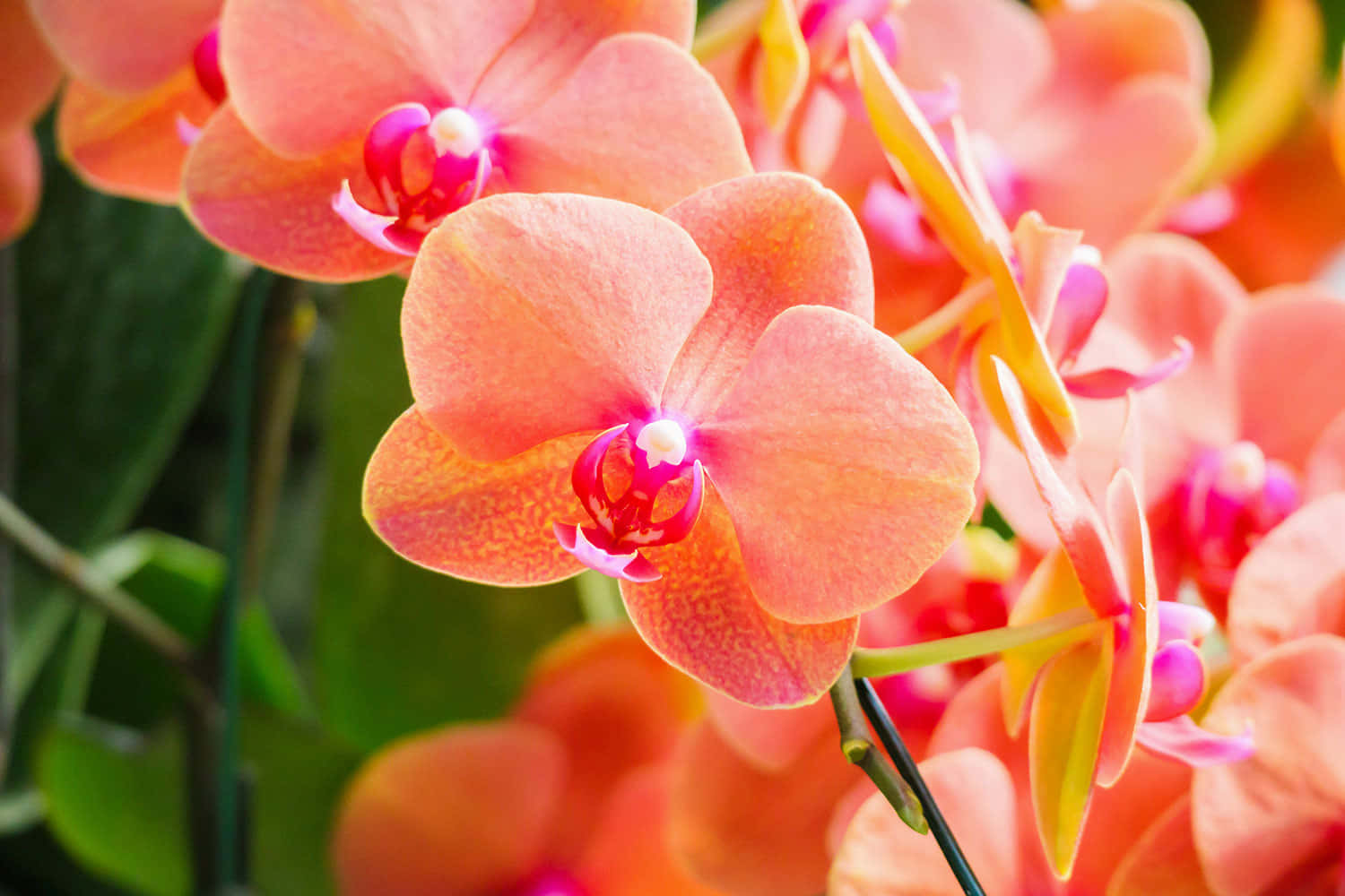 Stupendosbocciare Dell'orchidea Su Uno Sfondo Viola