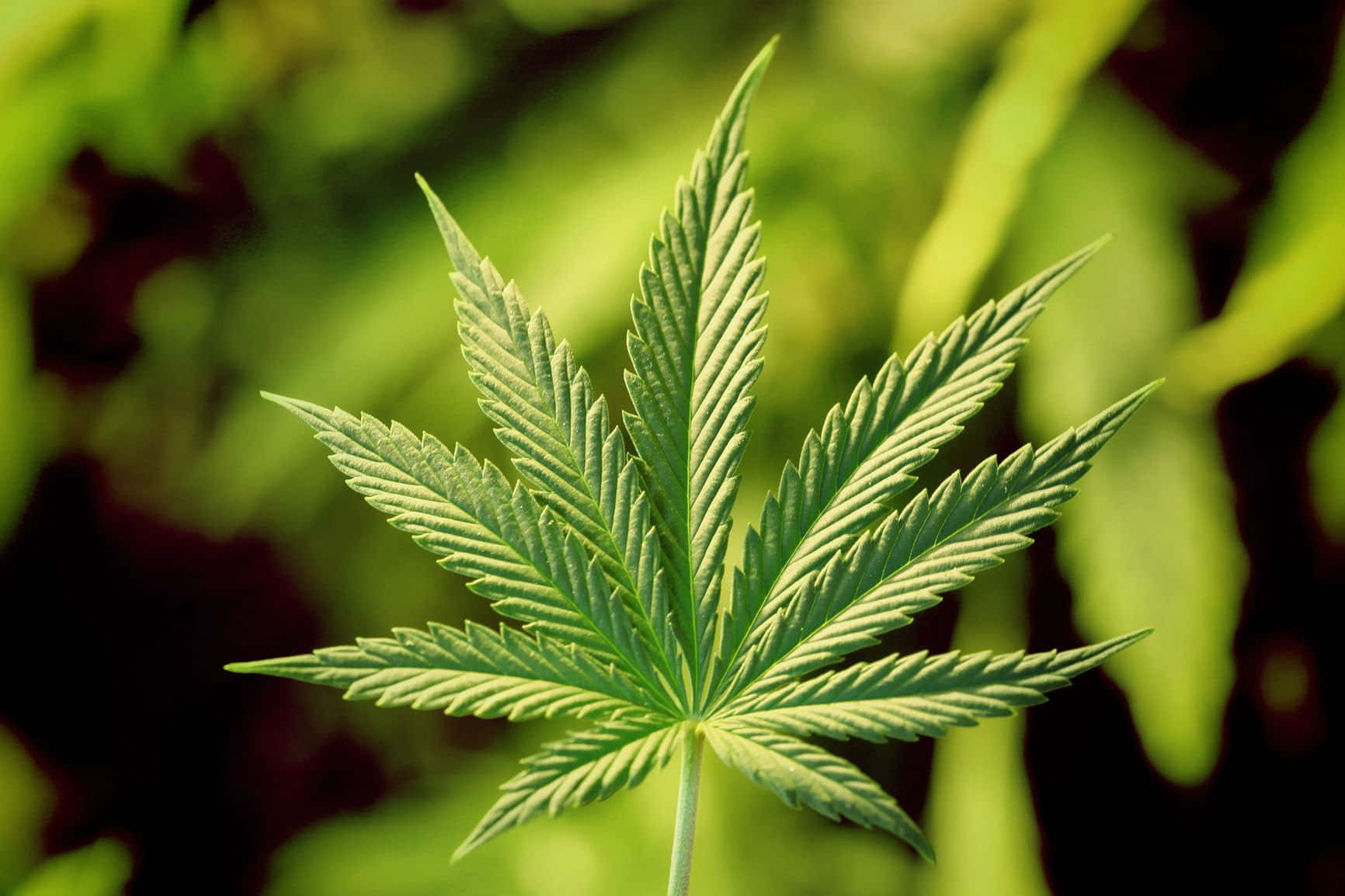 Stupendosfondo Ispirato Al 420 Con Foglie Di Cannabis In Armonia Con La Natura.