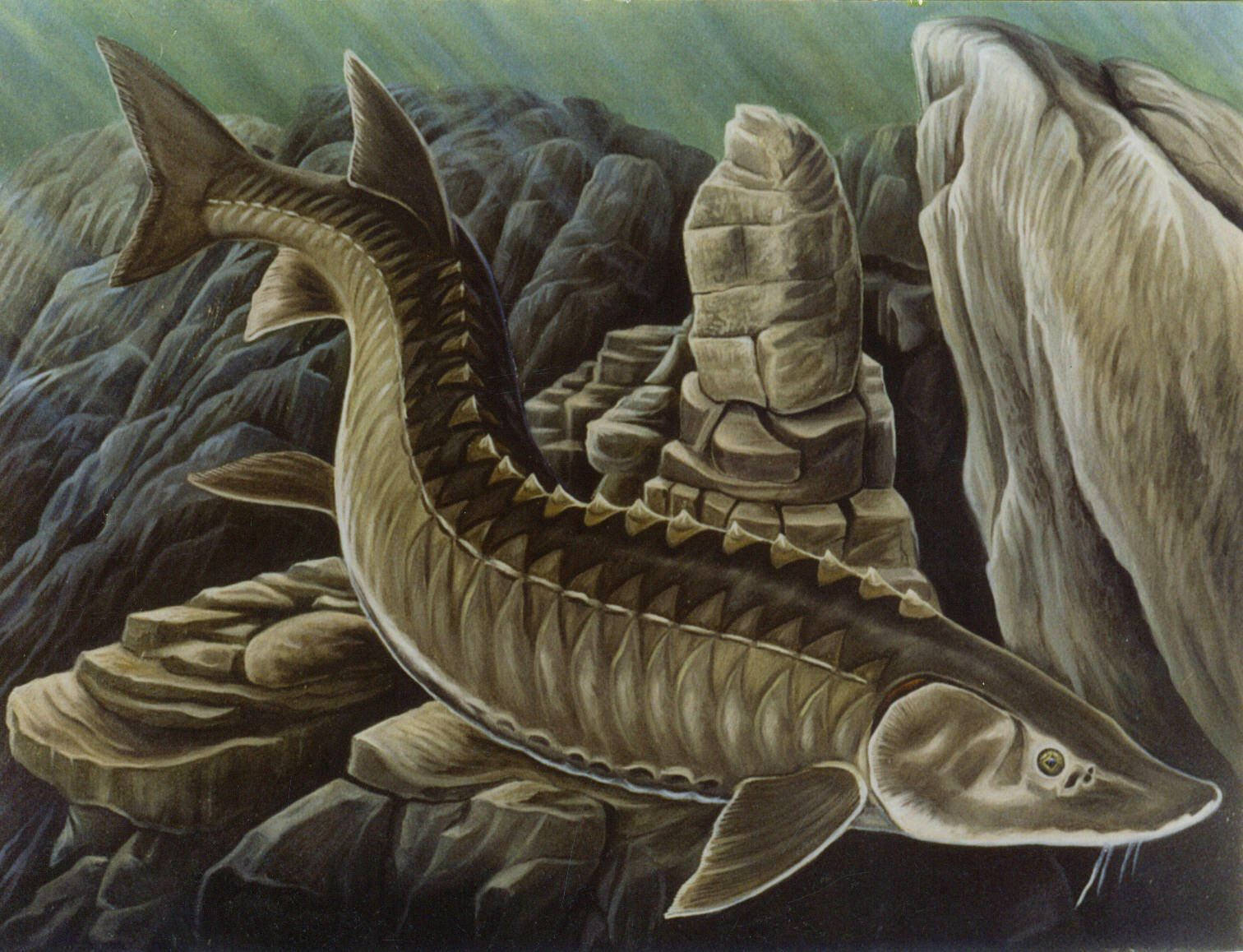 Sturgeon Fossils Date To The Late Cretaceous Wallpaper