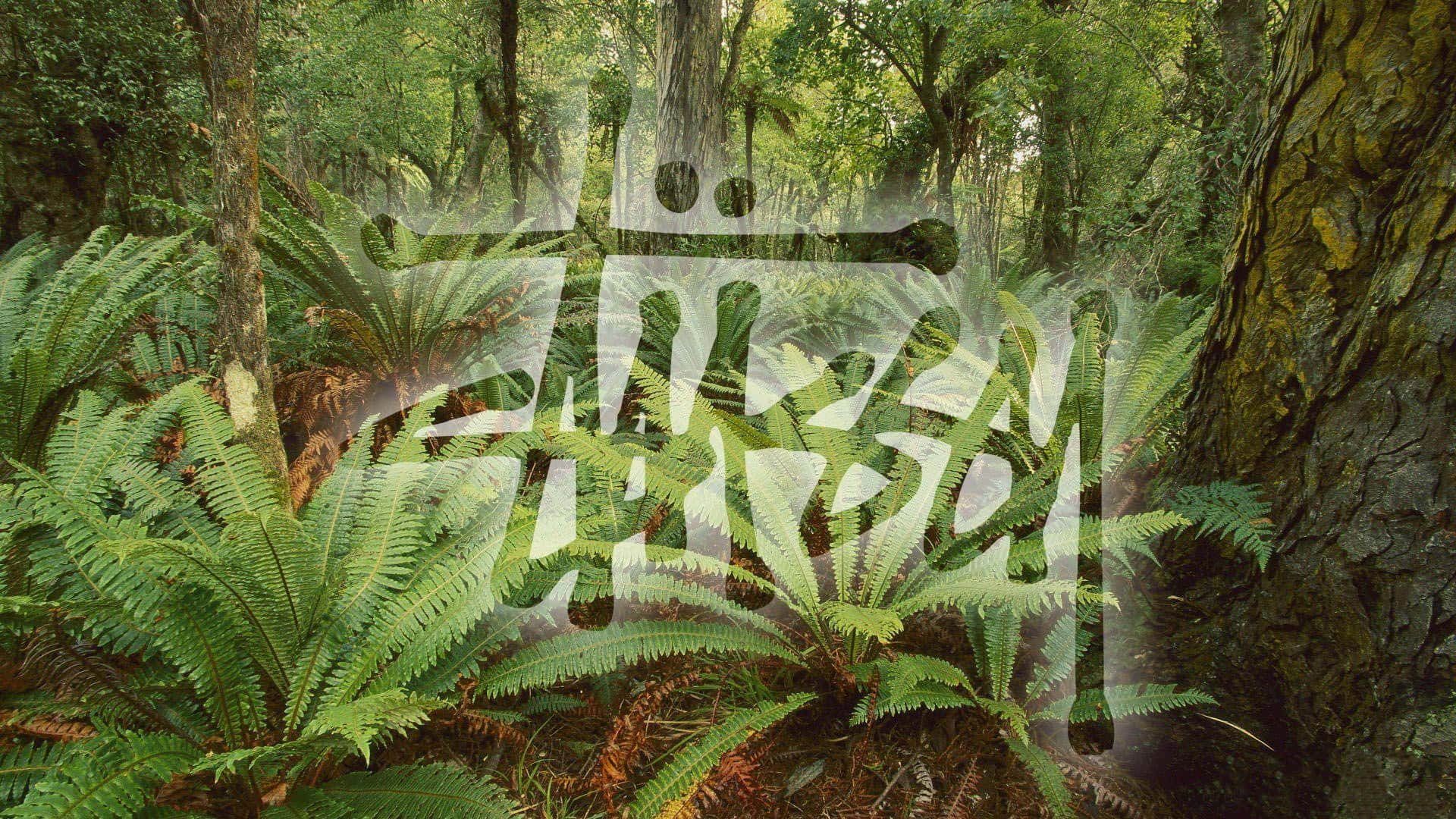 Stussy Logo Fern Forest Wallpaper