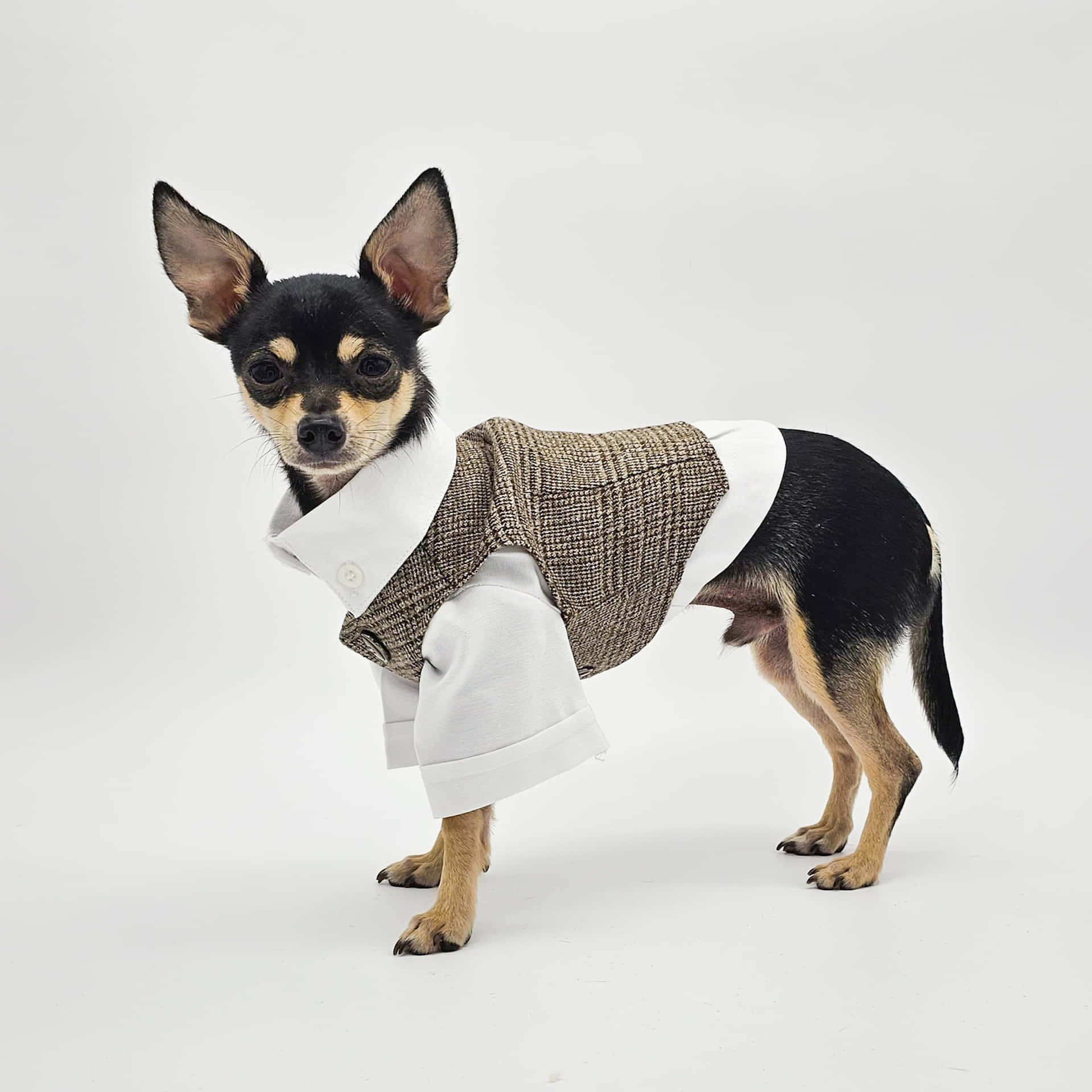 Stylish Chihuahuain Tweed Jacket Wallpaper